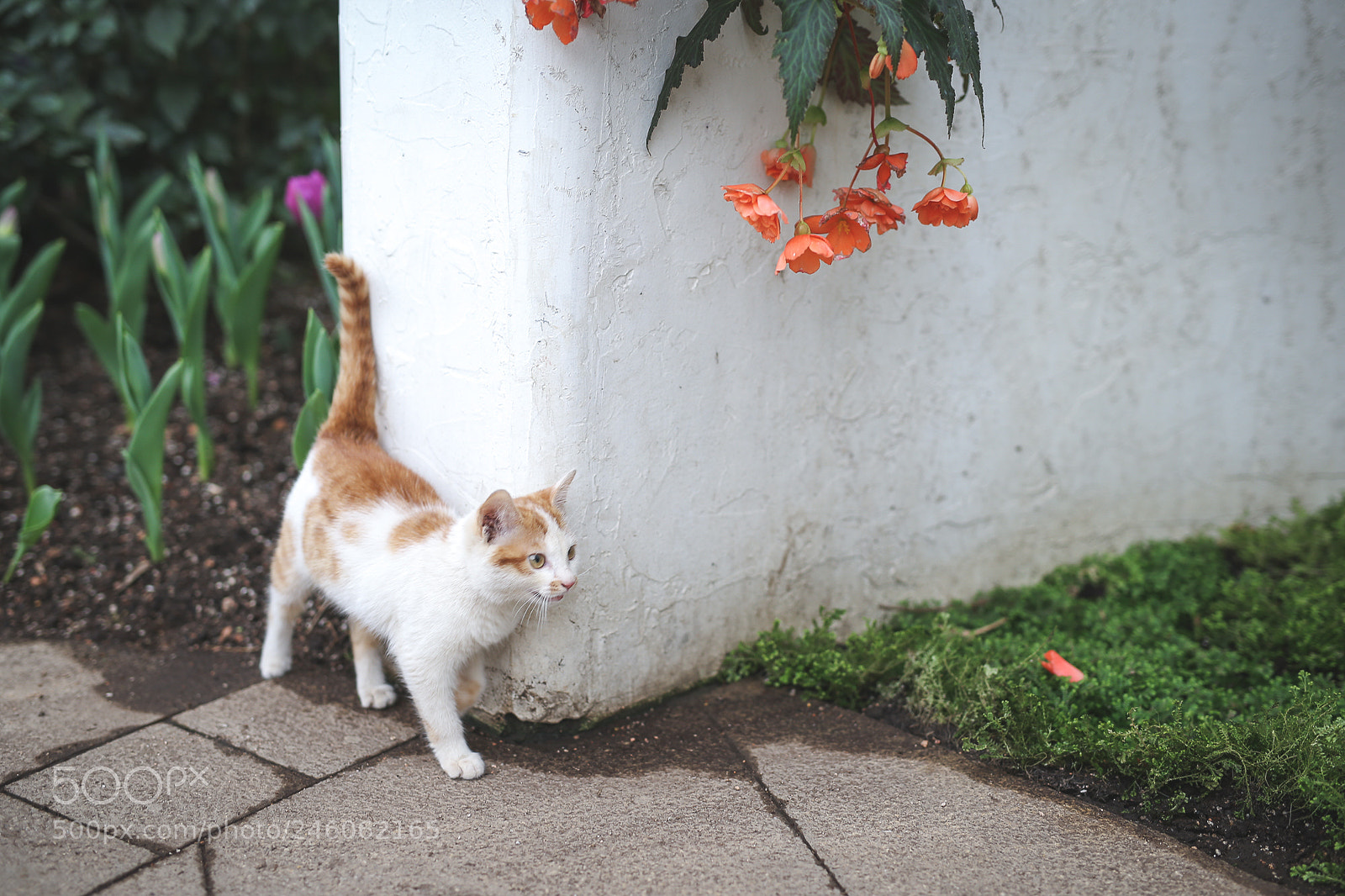 Canon EOS-1D X sample photo. Untitled photography