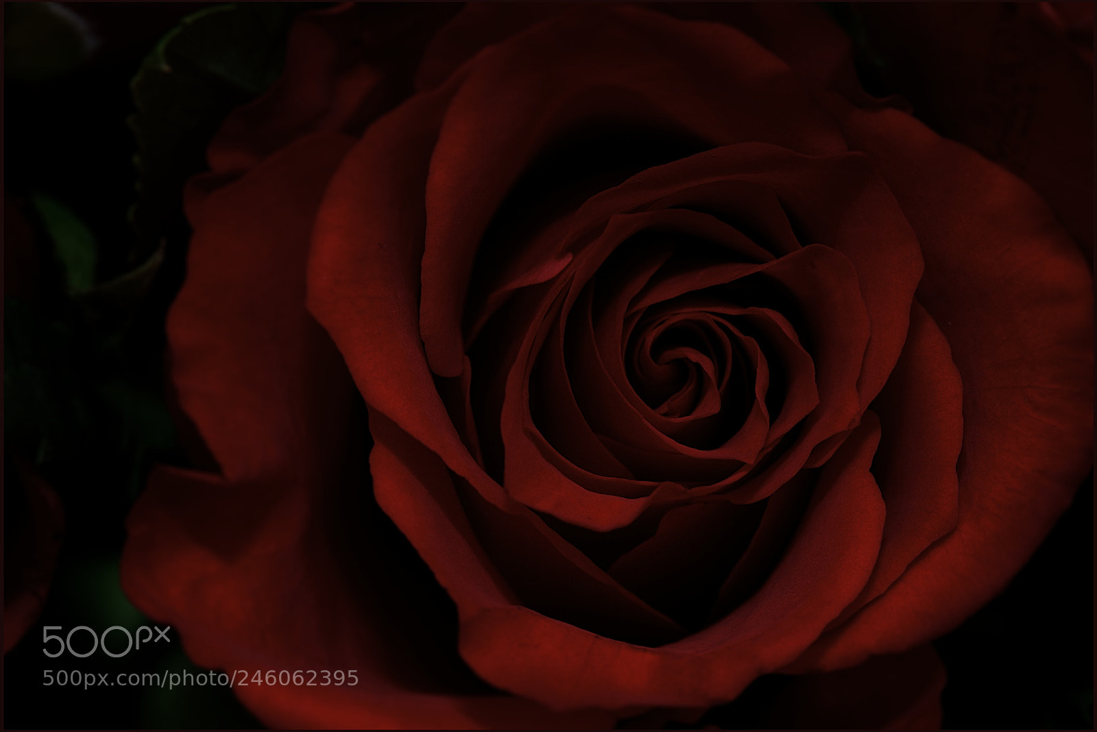 Nikon D610 sample photo. Red rose photography