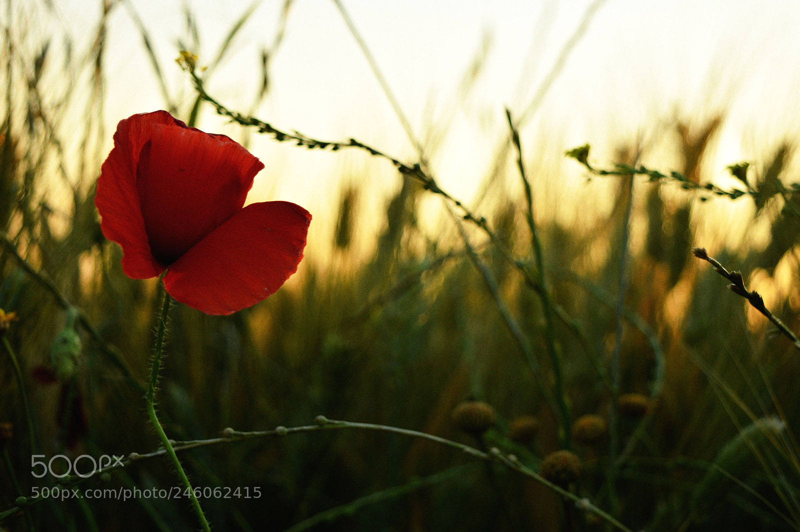 Nikon D3200 sample photo. Wondering photography