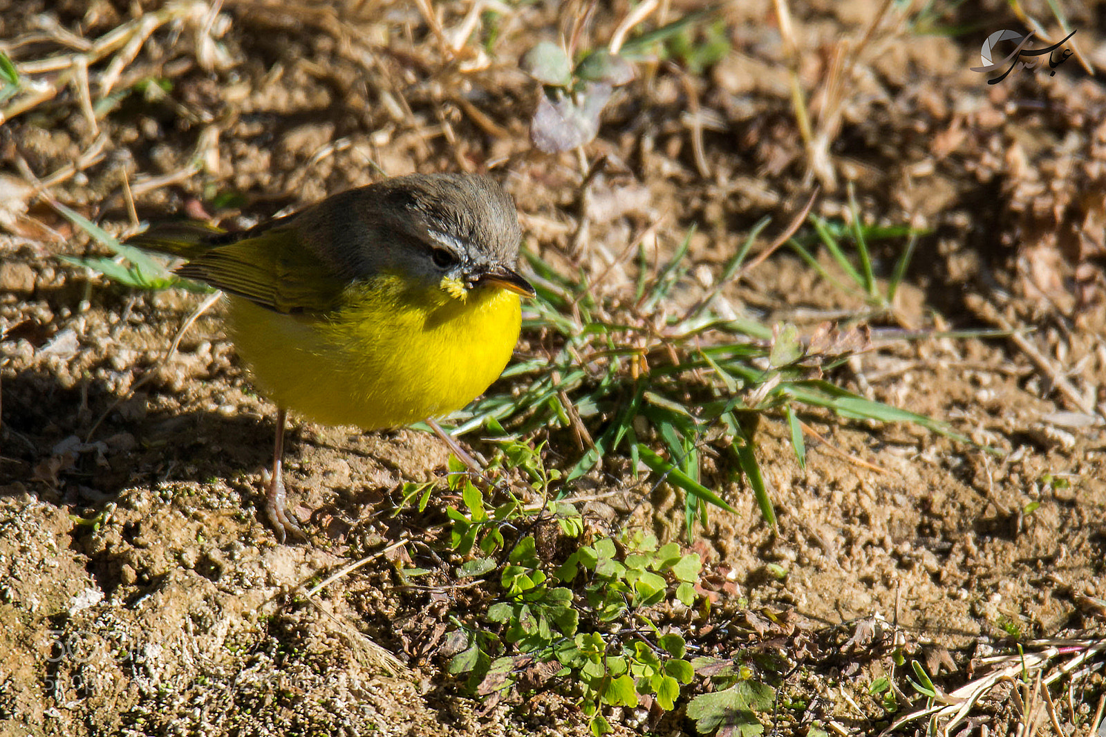 Nikon D7100 sample photo. Grey hooded warbler photography