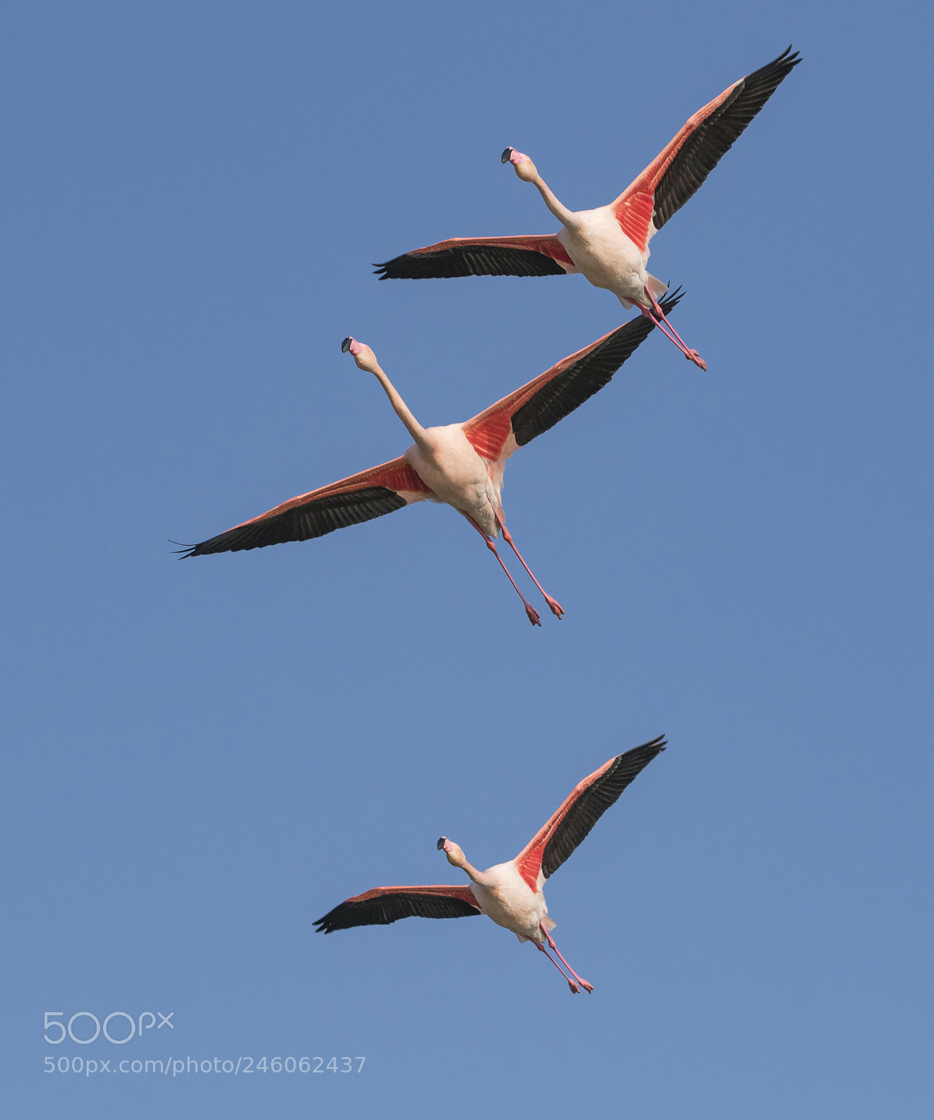 Canon EOS 7D Mark II sample photo. Pink flamingo photography