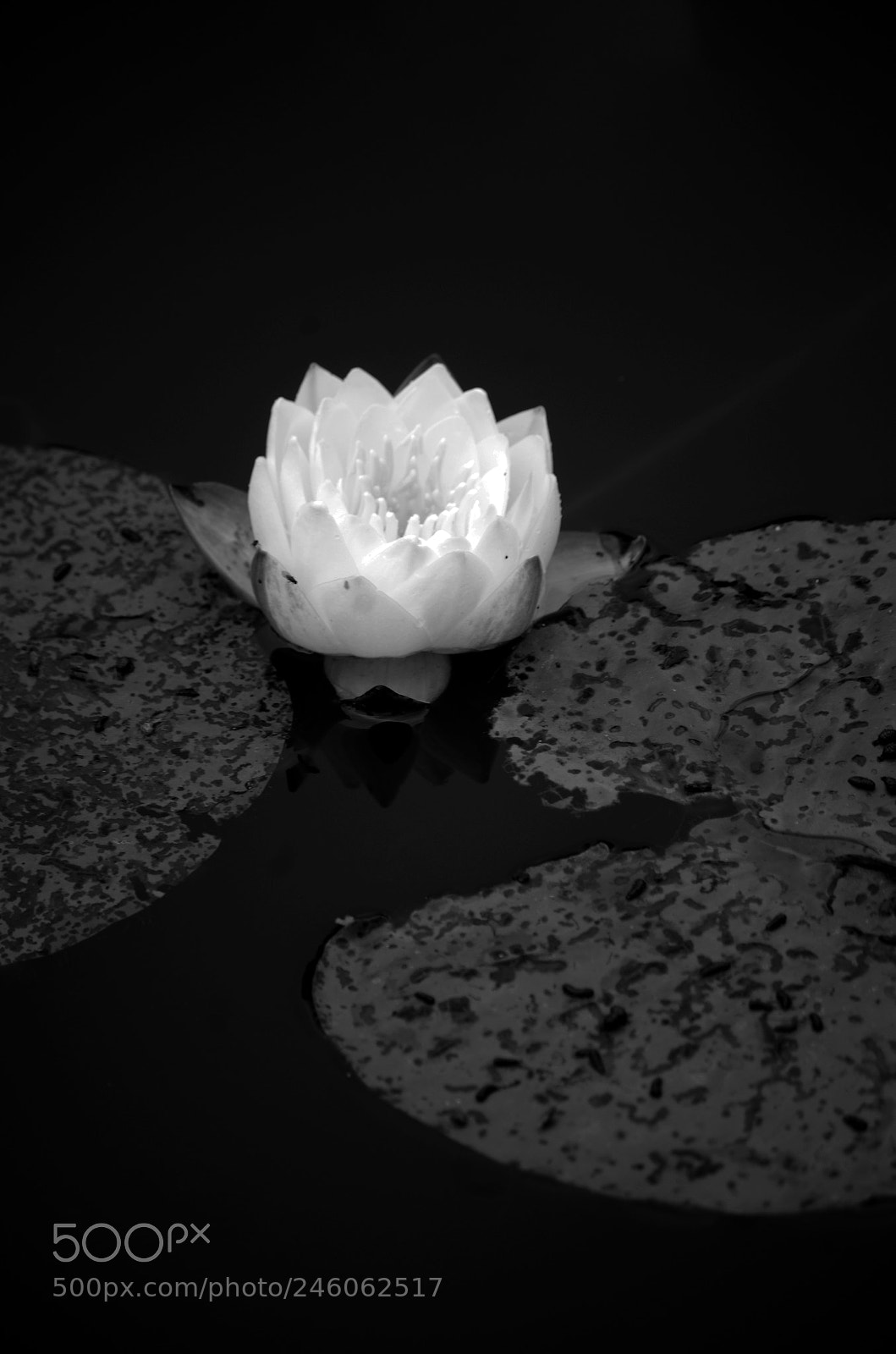 Pentax K-30 sample photo. Water lily photography
