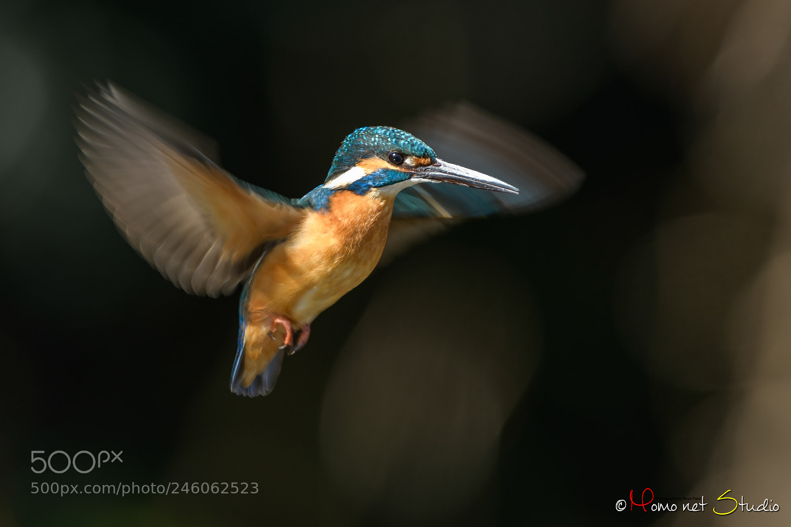 Nikon D850 sample photo. Hovering of the kingfisher photography