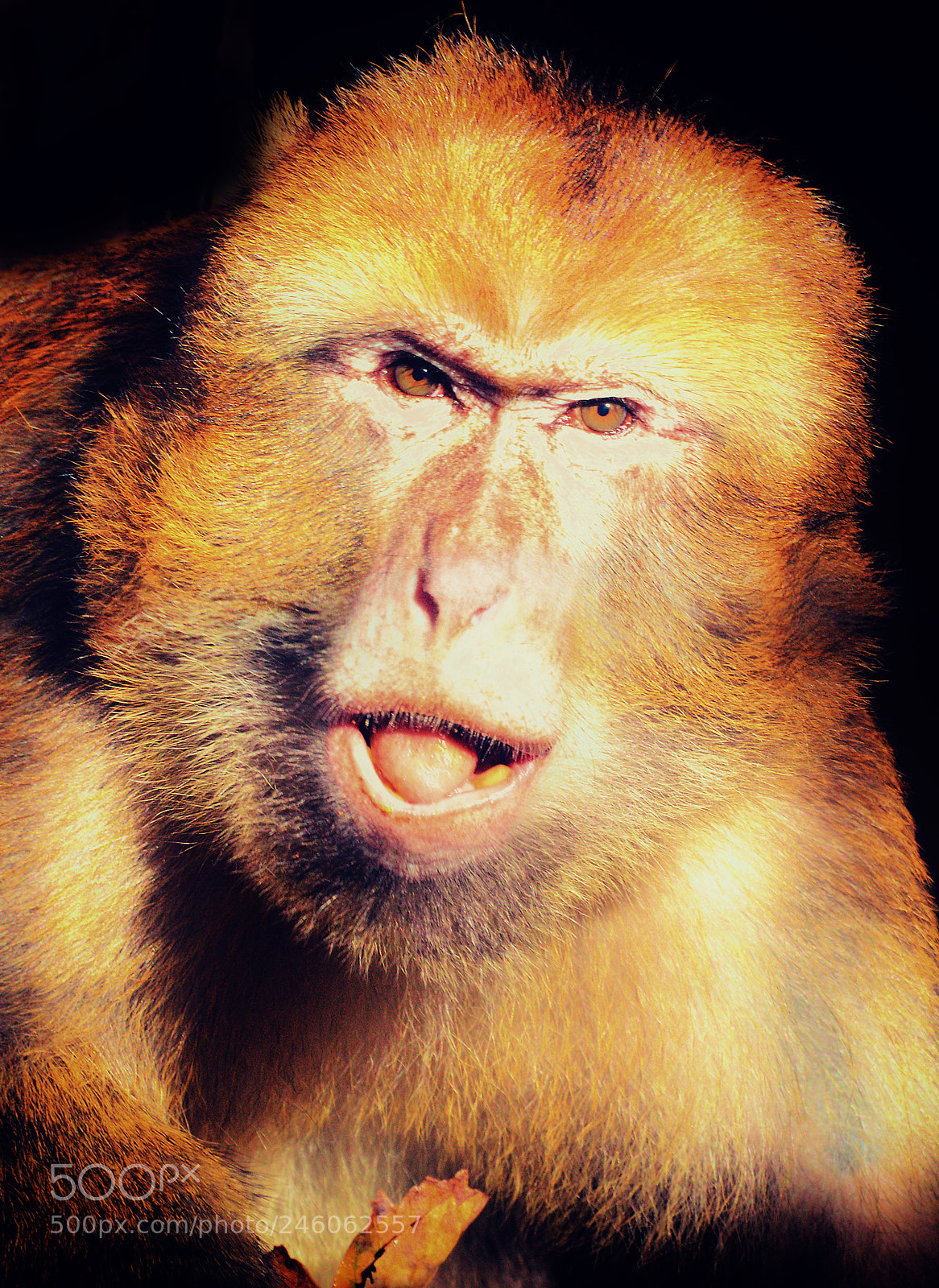 Nikon D800 sample photo. Angry photography