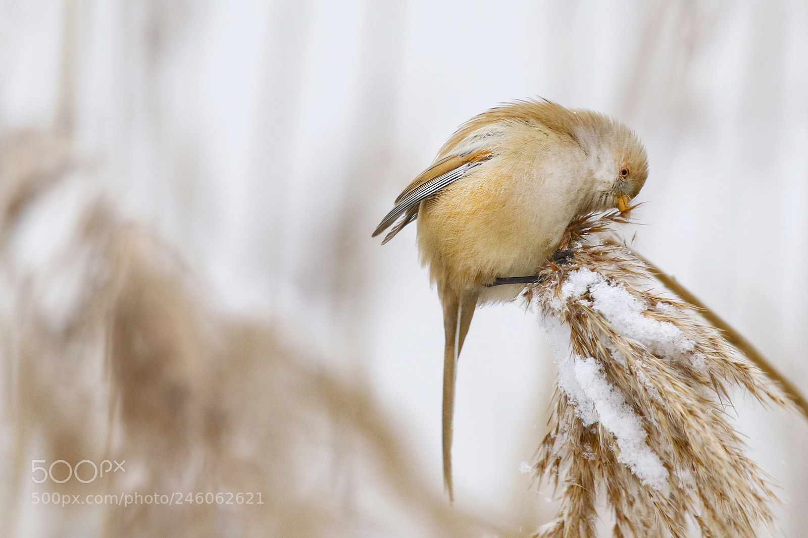 Canon EOS 7D Mark II sample photo. Bearded reedling photography