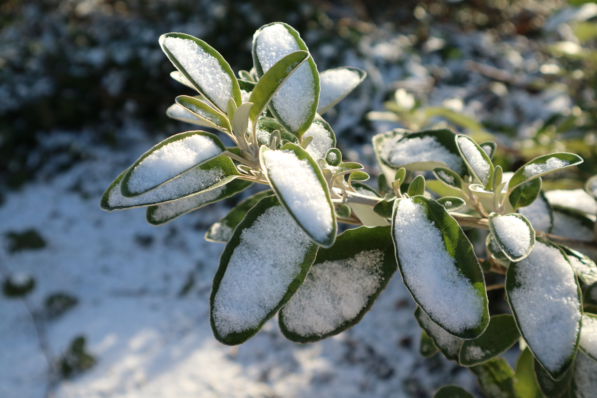 Canon EOS M3 sample photo. Snow fall on flower photography