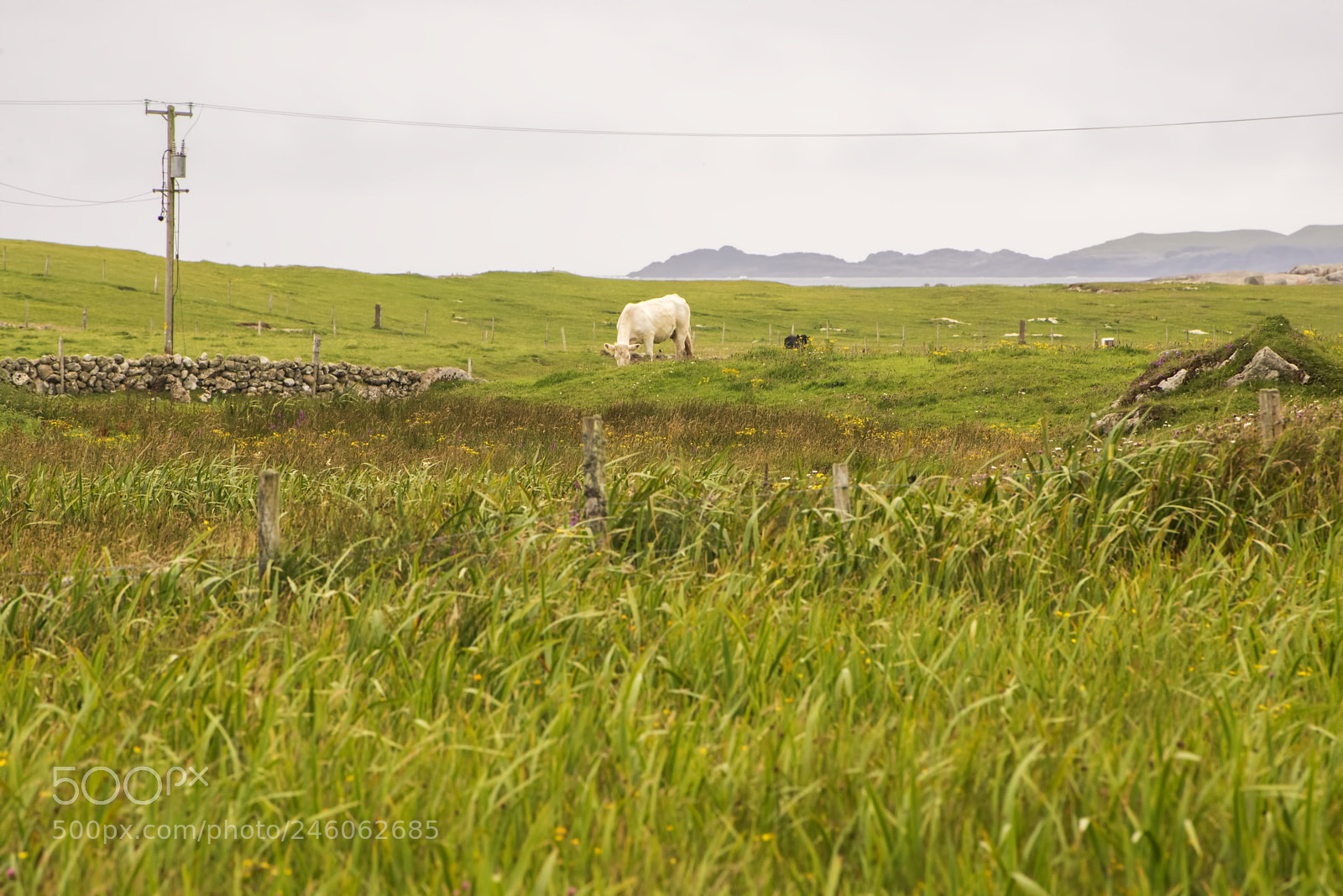 Nikon D600 sample photo. Solitary grazer (1) photography