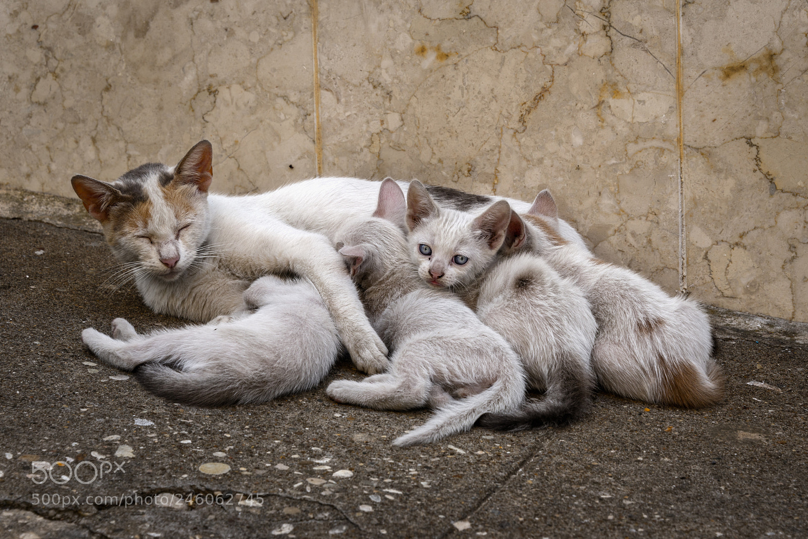 Nikon D610 sample photo. What do you want photography