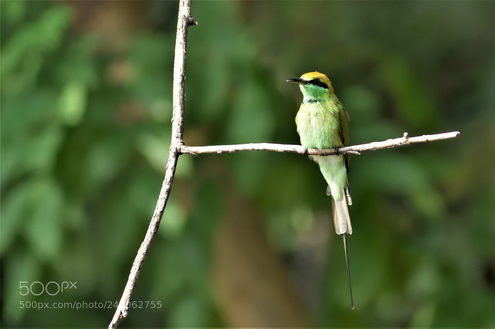 Nikon D3400 sample photo. Green bee-eater photography