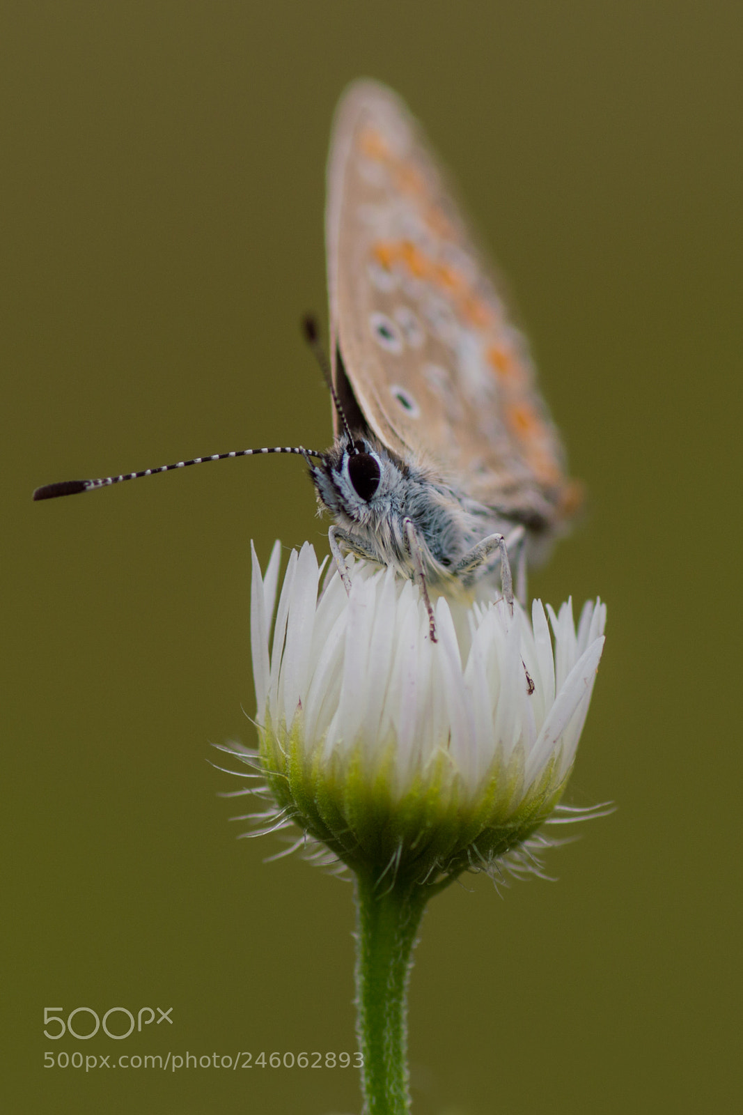 Nikon D3200 sample photo. Butterfly photography