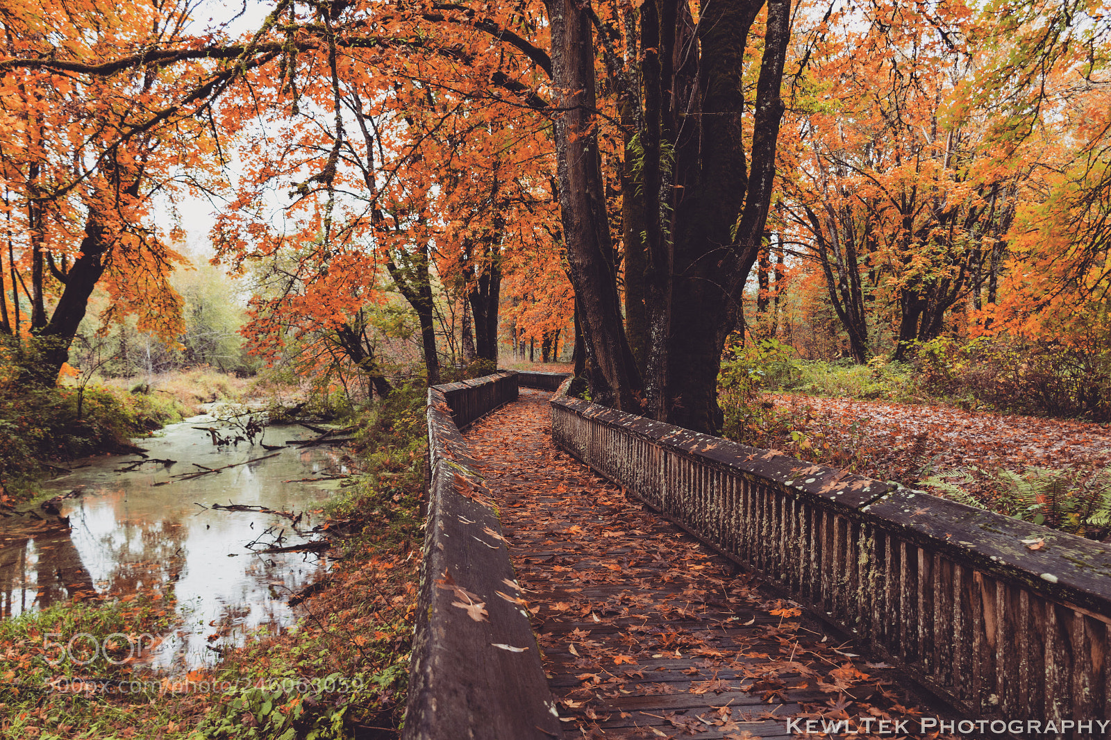 Nikon D5600 sample photo. Walking path photography