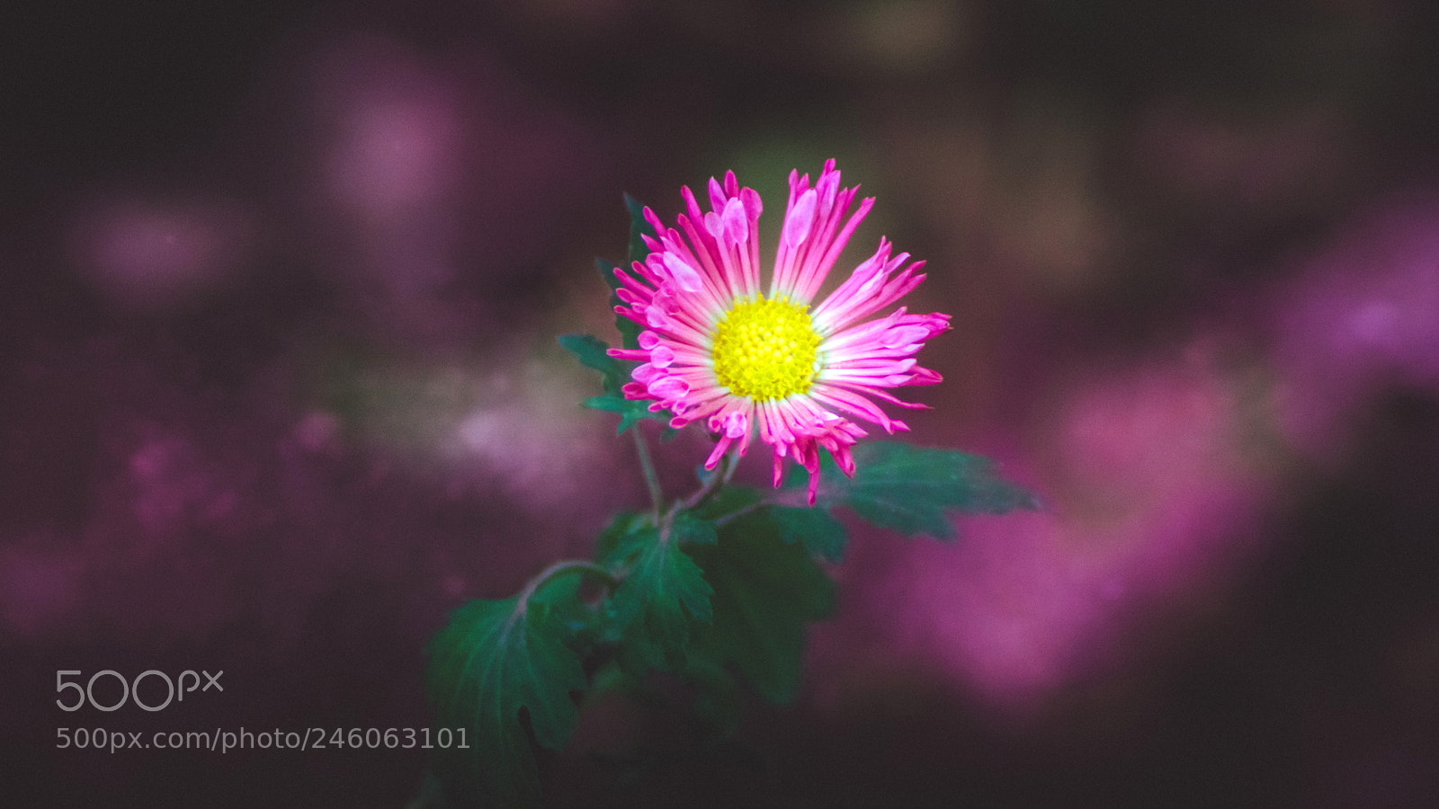 Nikon D5200 sample photo. Floral milky way photography