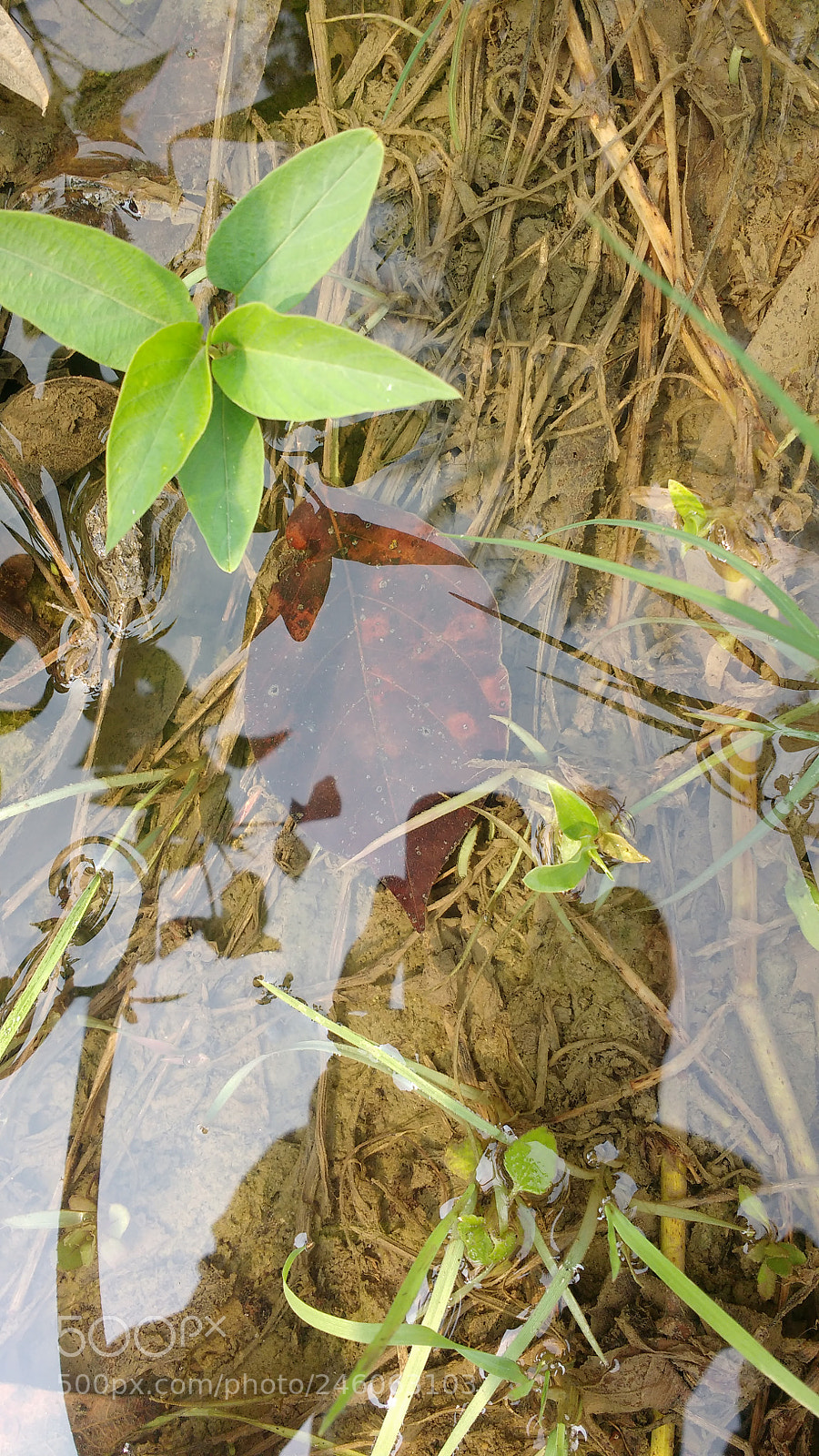 Motorola MotoG3 sample photo. Water and leaf photography