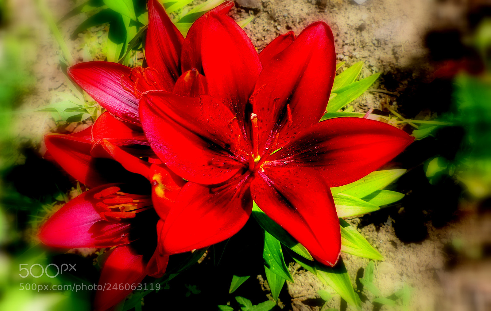 Panasonic Lumix DMC-FZ200 sample photo. Red lily. photography