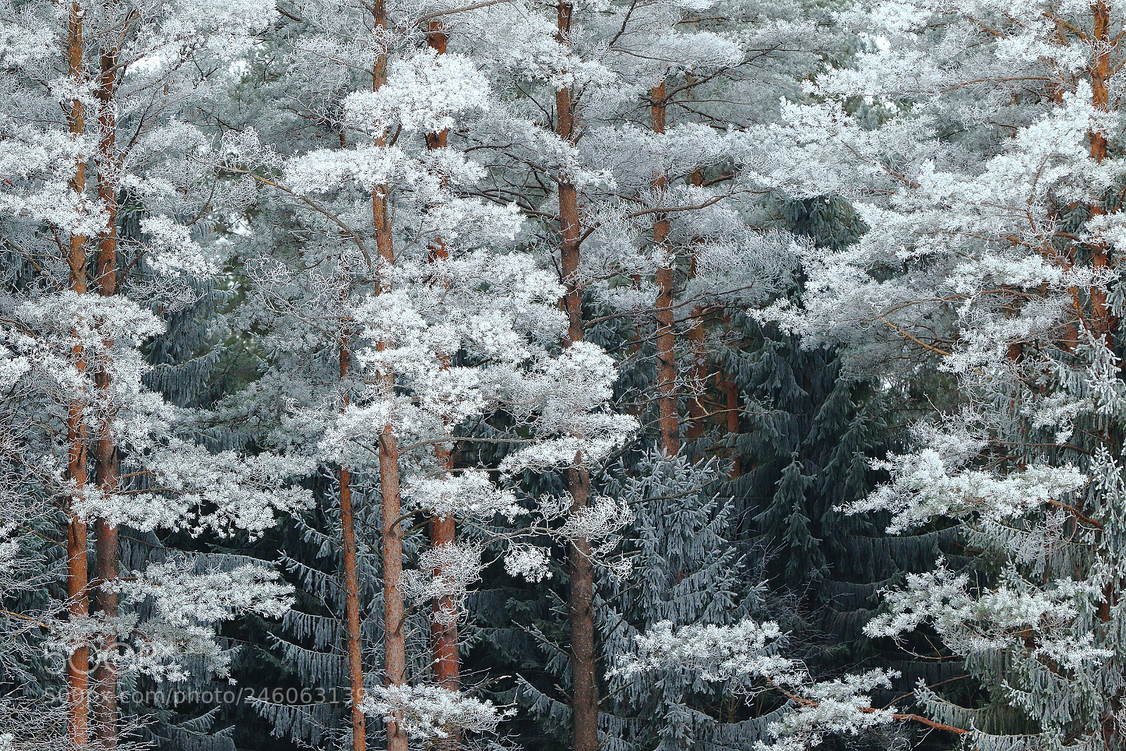 Canon EOS 7D Mark II sample photo. Forest photography
