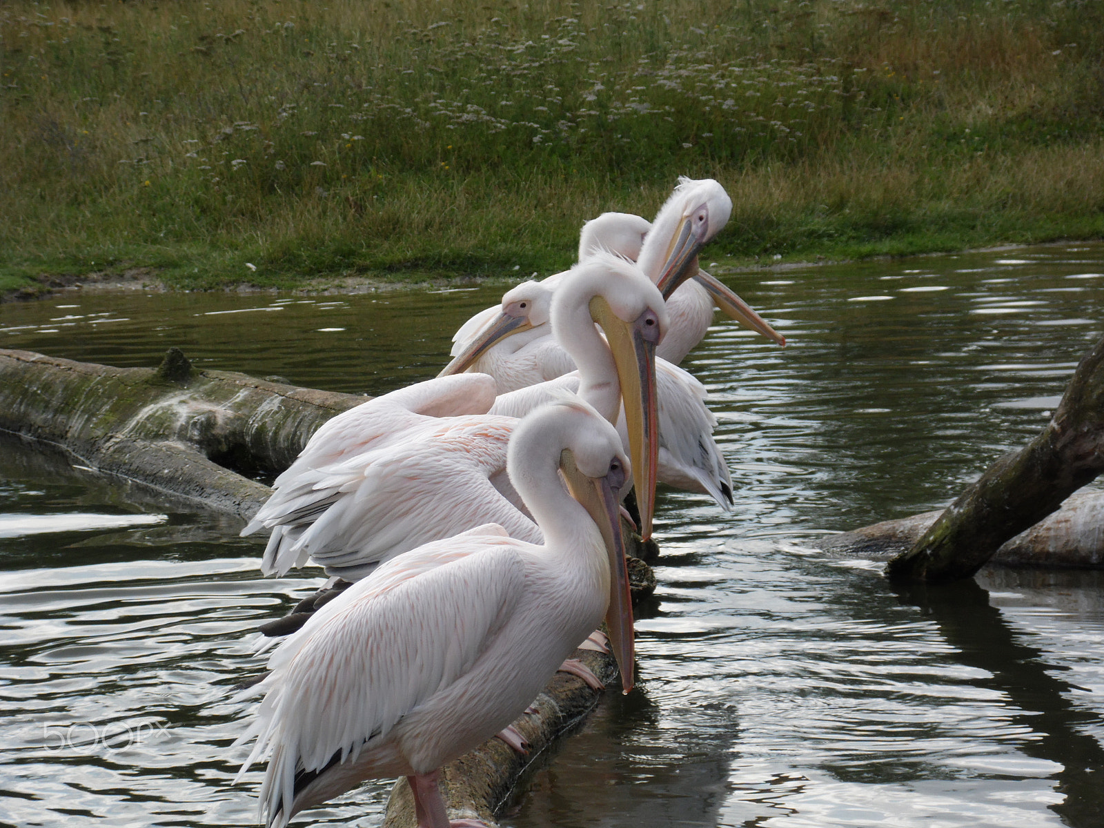 Samsung WB100/  WB101 sample photo. Pelicans photography
