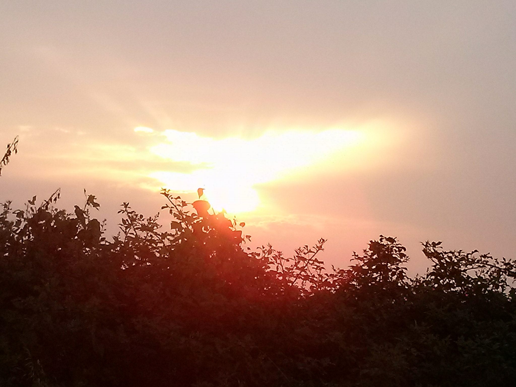 LG OPTIMUS L7 II sample photo
