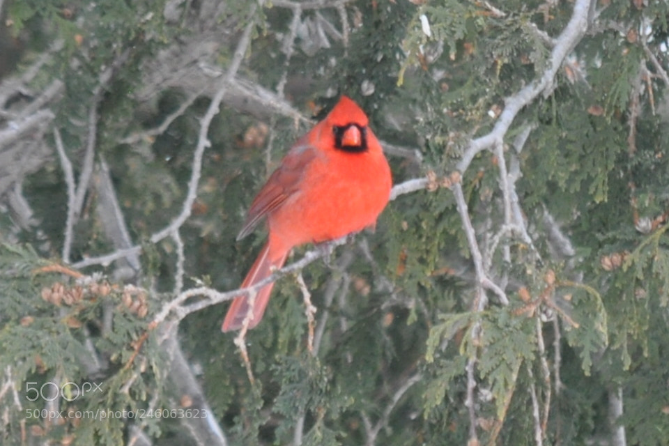 Nikon D5000 sample photo. Happy valentines day  photography