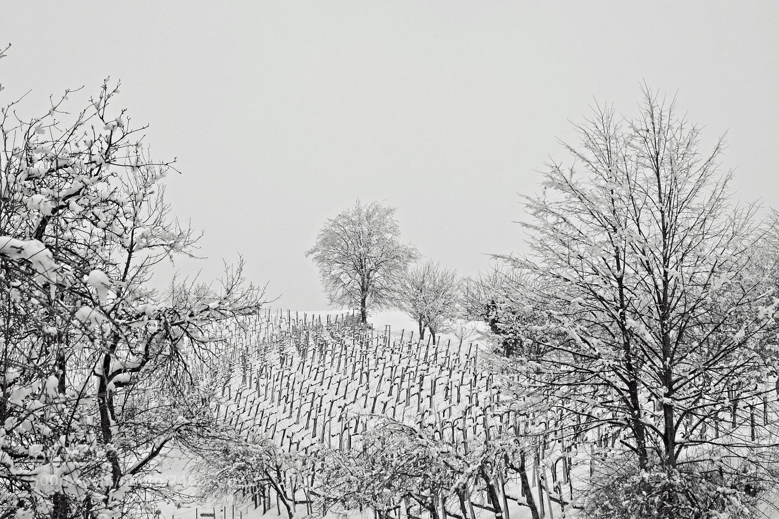Nikon D7100 sample photo. Wintertime photography