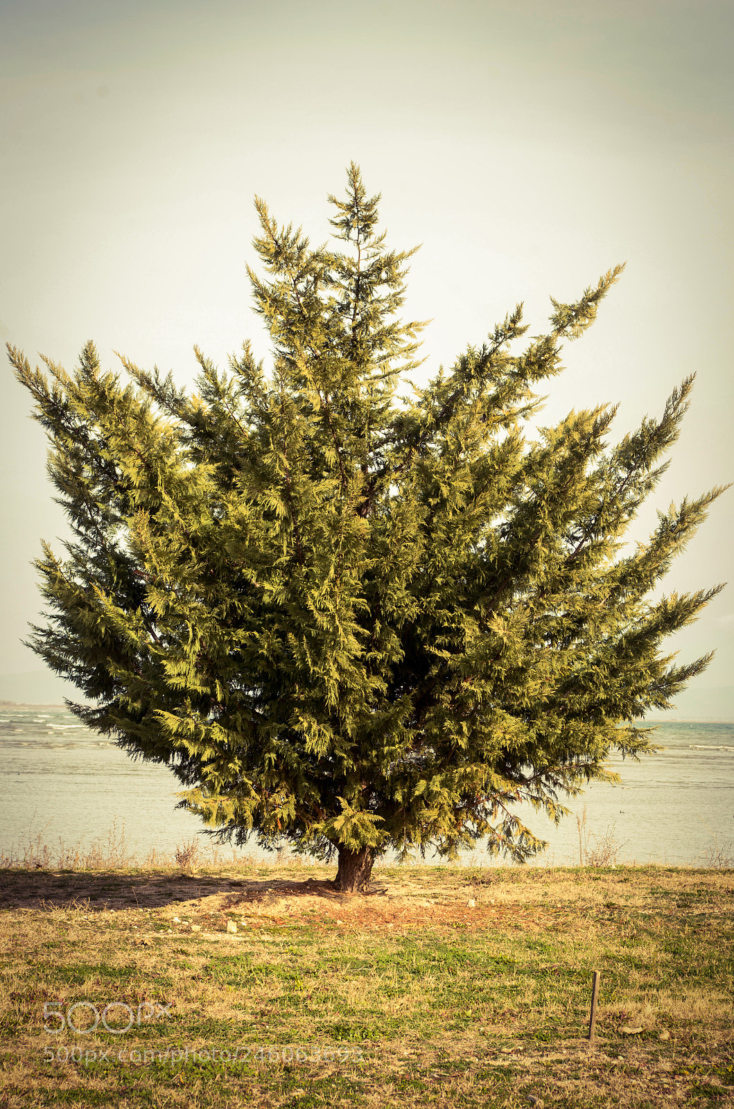 Pentax K-30 sample photo. Tree photography