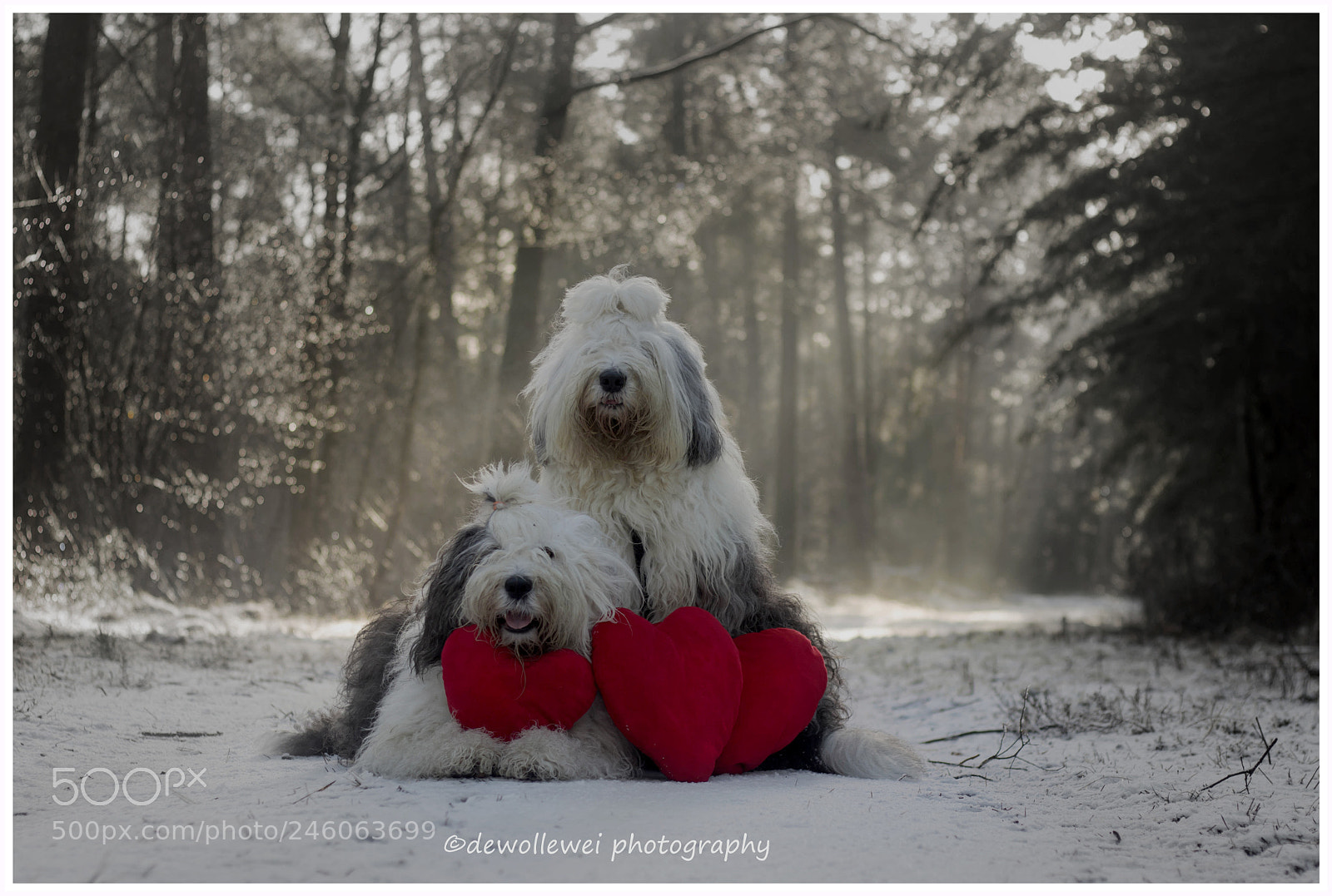 Canon EOS 7D Mark II sample photo. Would you be our photography