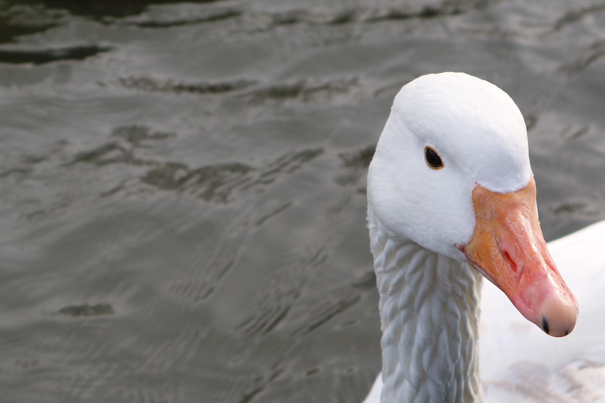 Canon EOS M3 sample photo. White swan photography