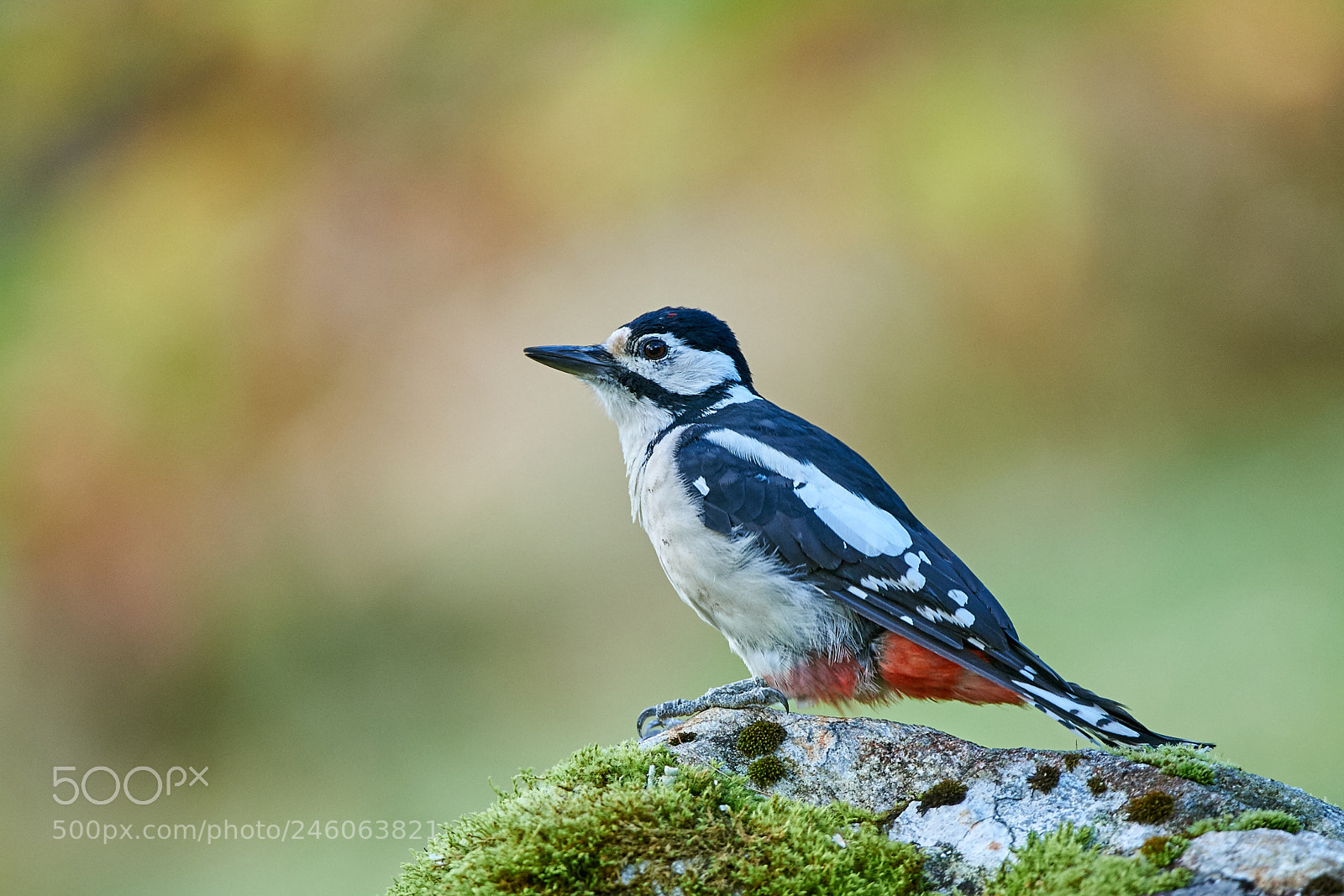 Nikon D3S sample photo. Great spotted woodpecker photography