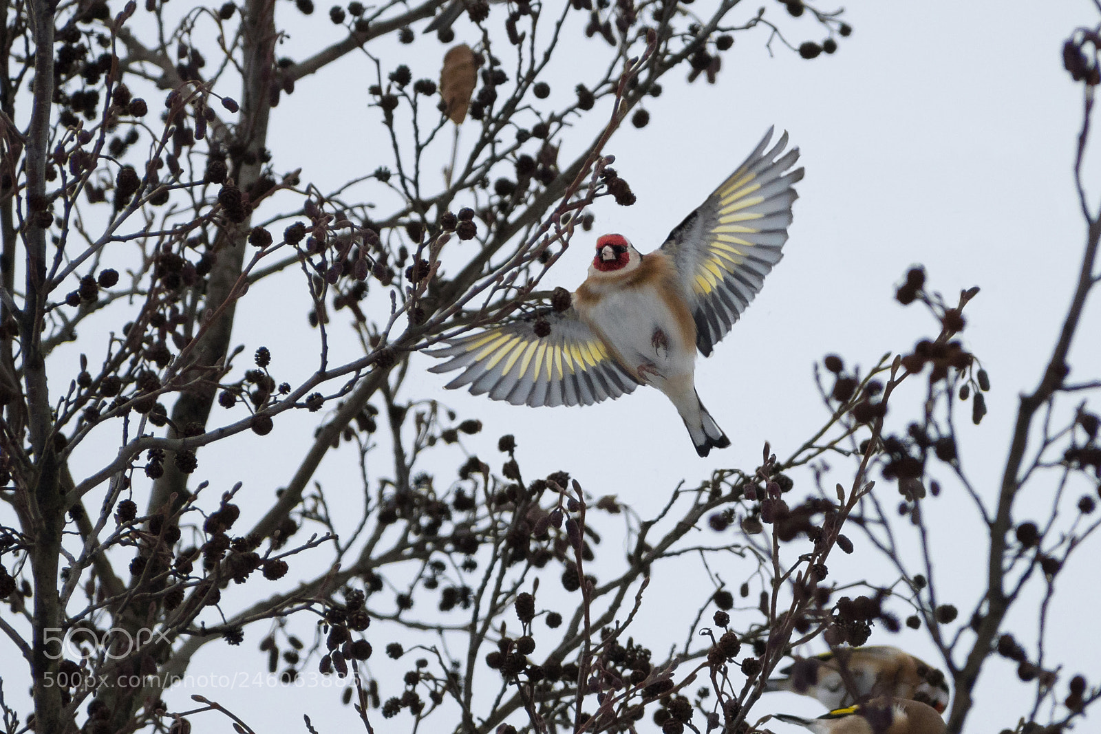 Nikon D500 sample photo. European goldfinch photography