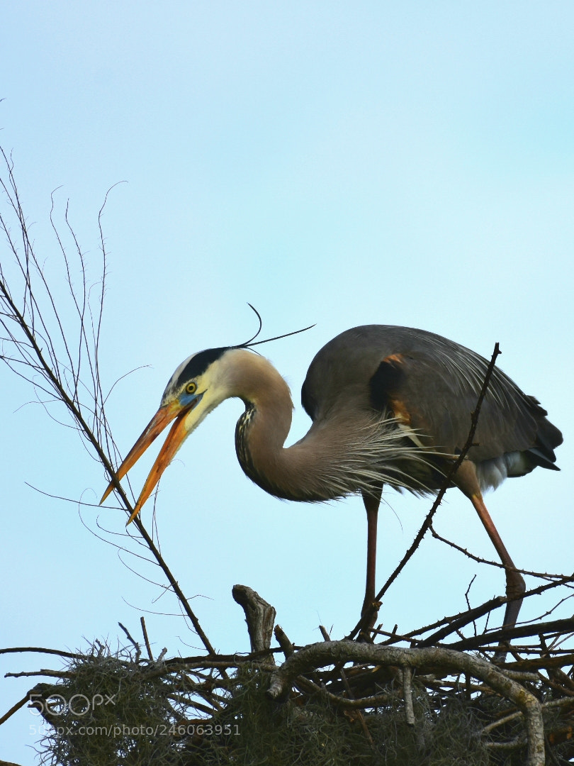 Nikon D7200 sample photo. Heron 23 - preparations photography