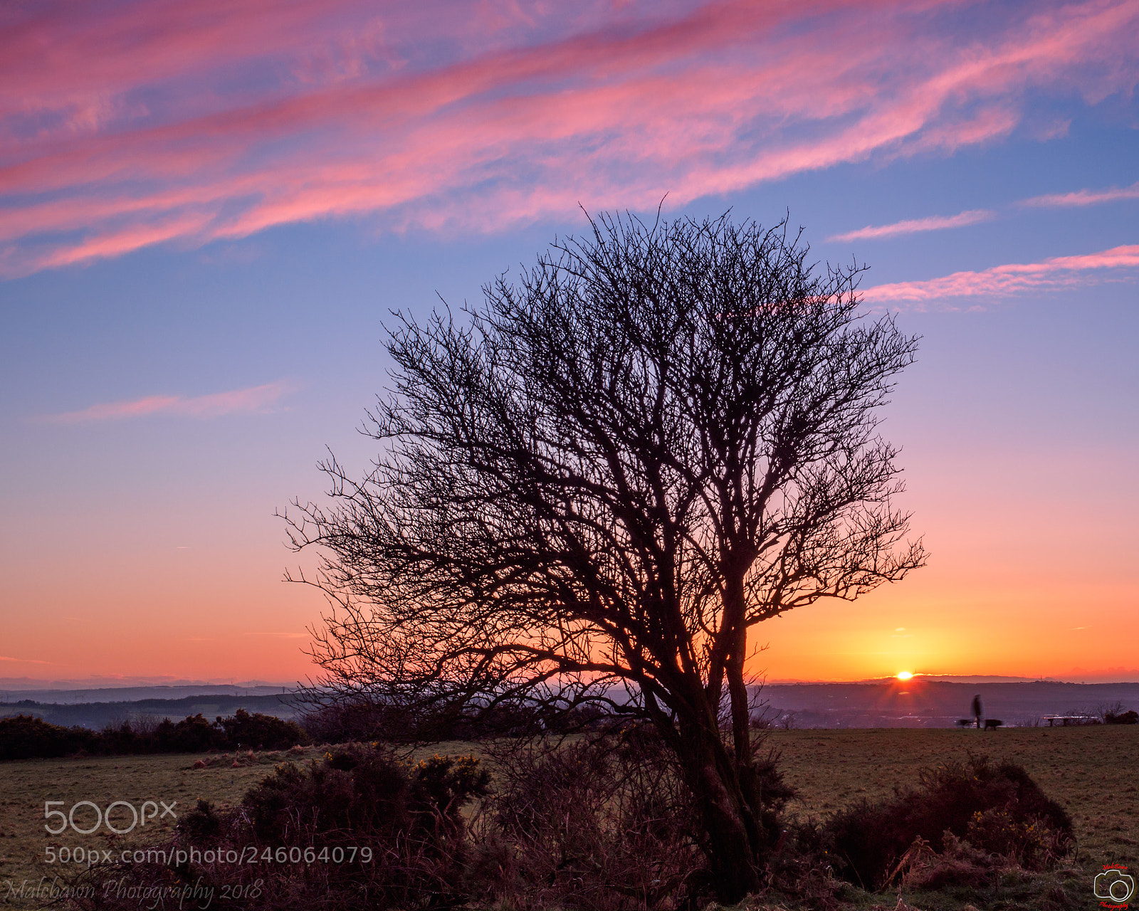 Olympus OM-D E-M5 II sample photo. The tree. photography