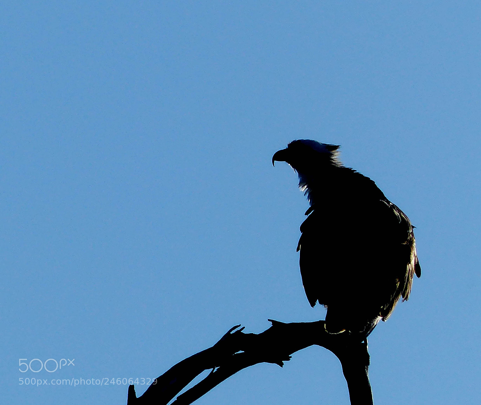 Panasonic Lumix DMC-FZ200 sample photo. The hunter photography