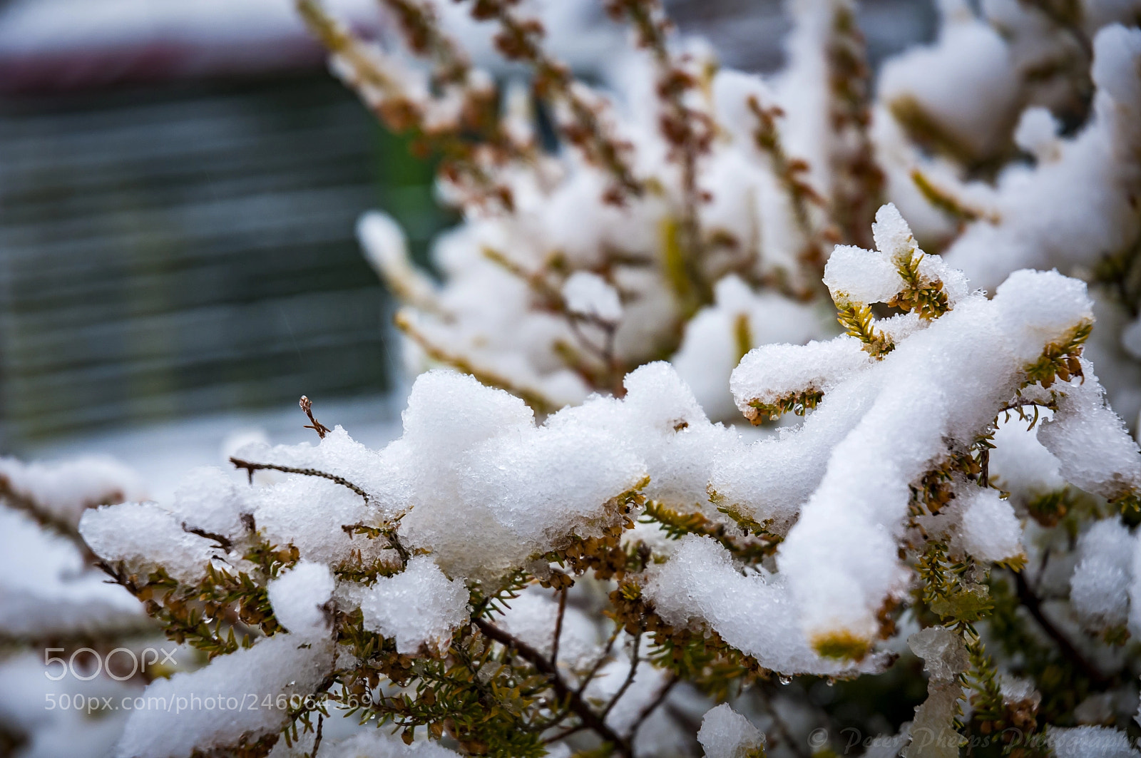 Nikon D300S sample photo. Snow bush photography