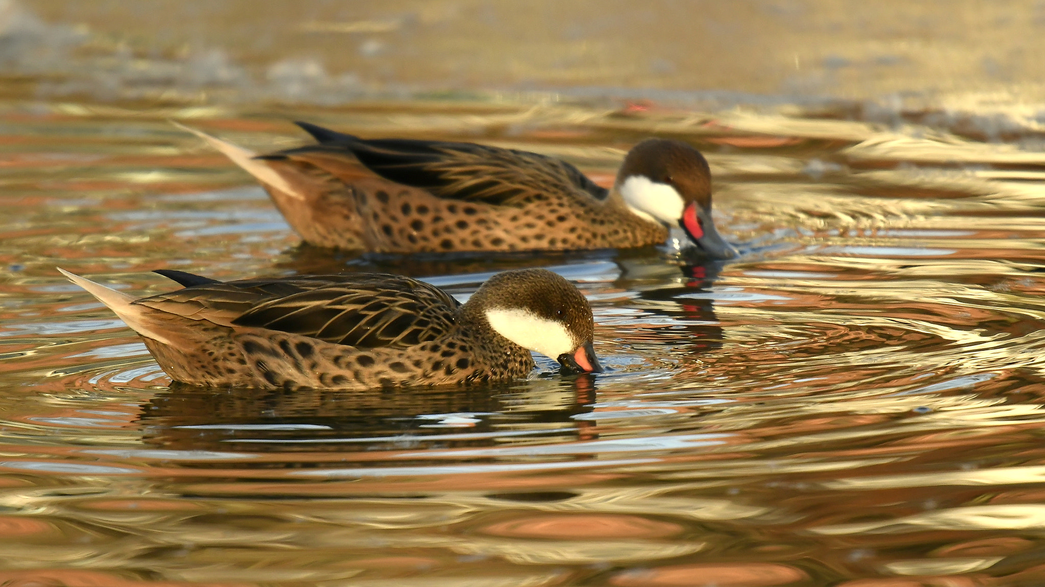 Nikon D500 sample photo. Cute couple... photography