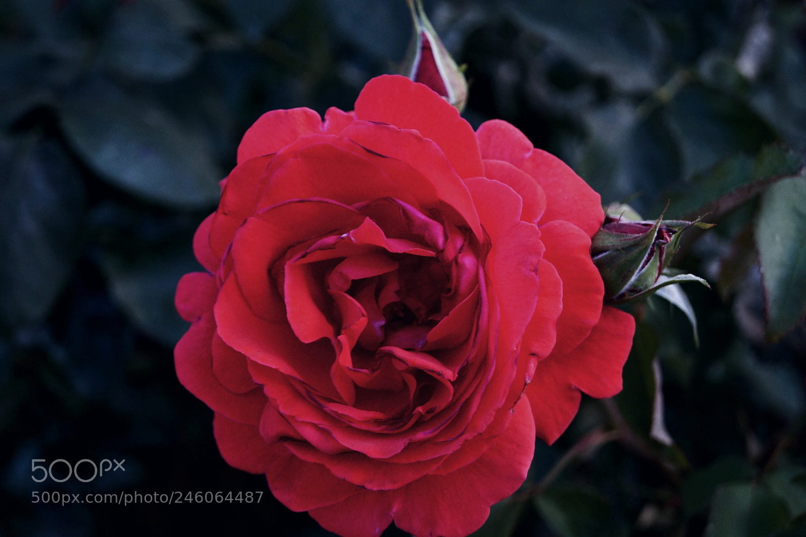 Sony SLT-A58 sample photo. ? photography