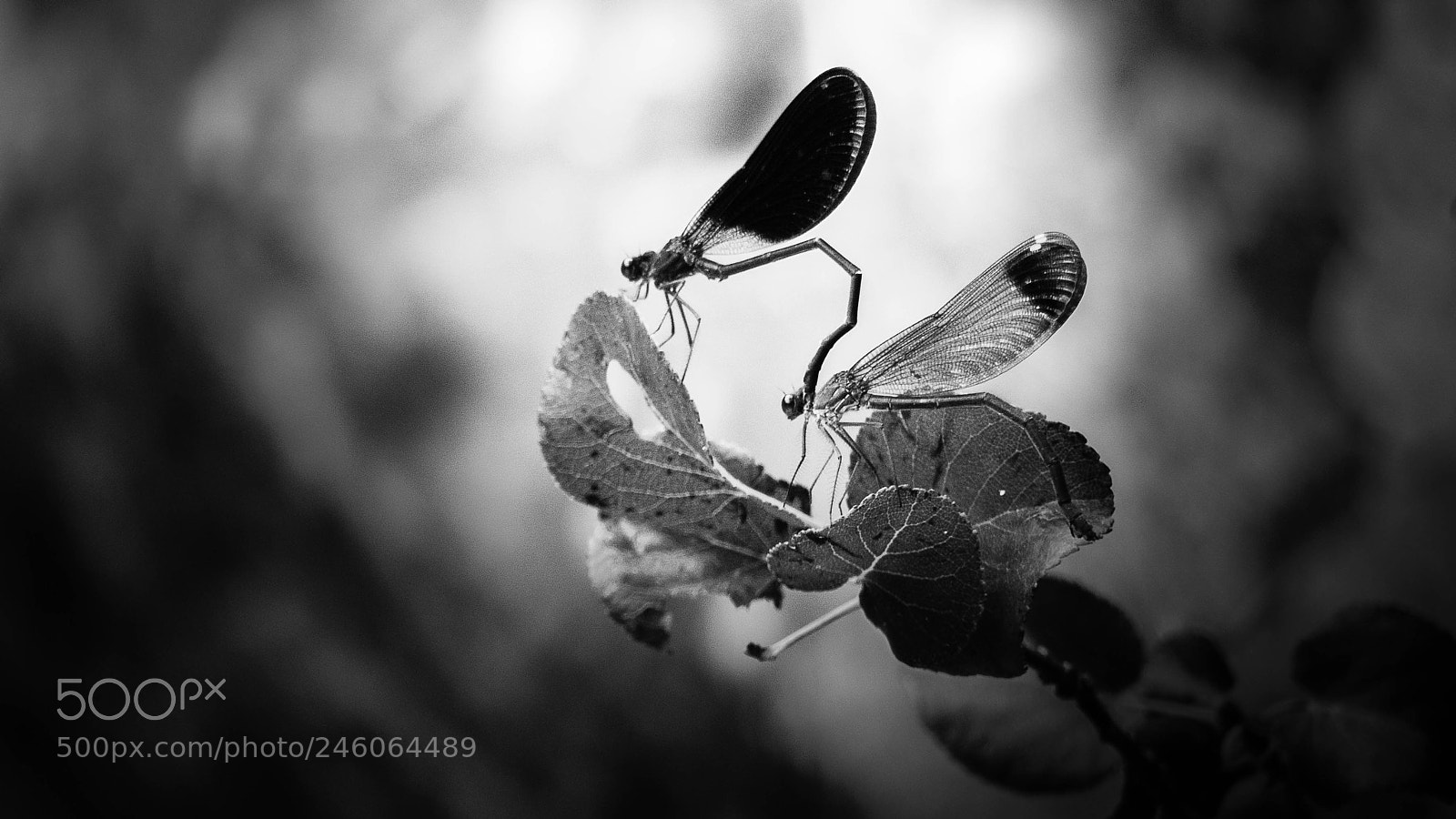 Panasonic Lumix DMC-FZ200 sample photo. Valentine's day dragonfly photography