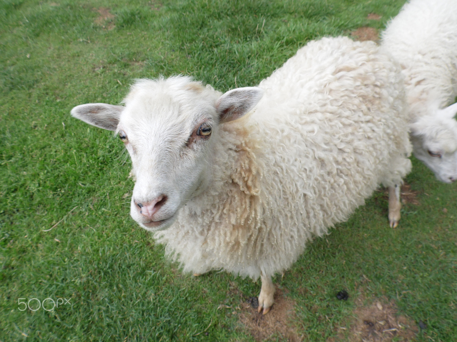 Samsung WB100/  WB101 sample photo. Sheep photography
