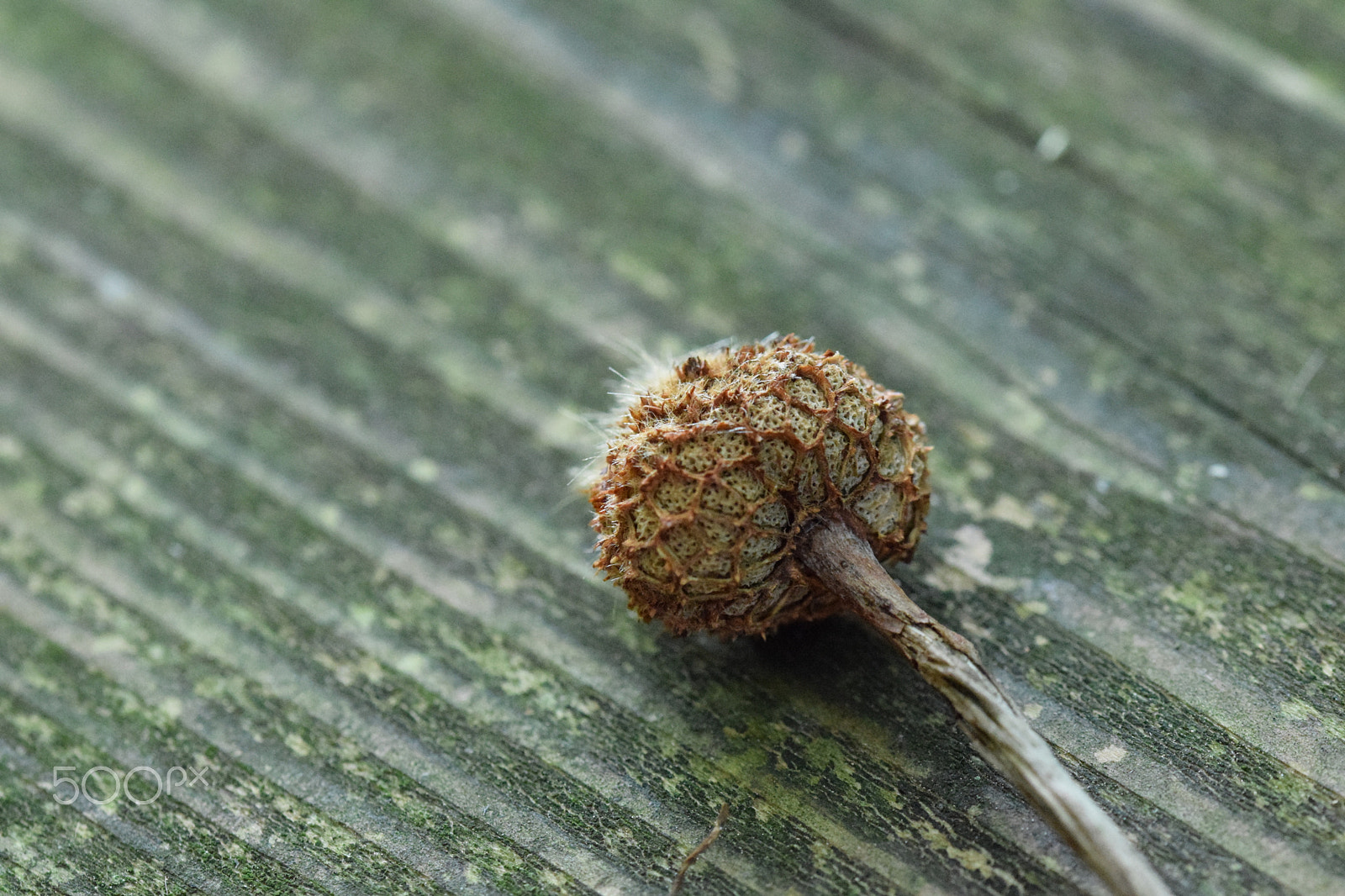 Sigma 105mm F2.8 EX DG OS HSM sample photo. Seed on a wooden table photography