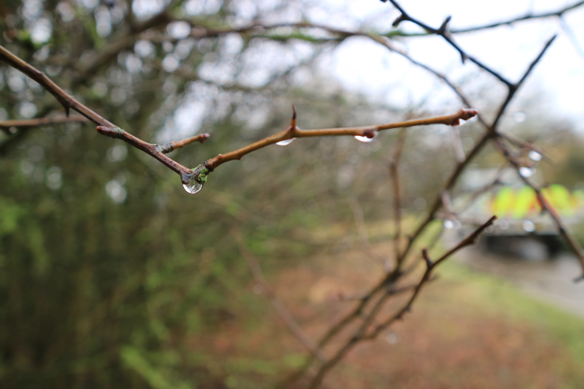 Canon EOS M3 sample photo. Water droplets on a branch photography
