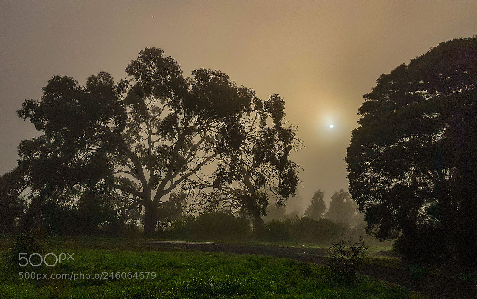 Samsung Galaxy S8 sample photo. Misty morning photography