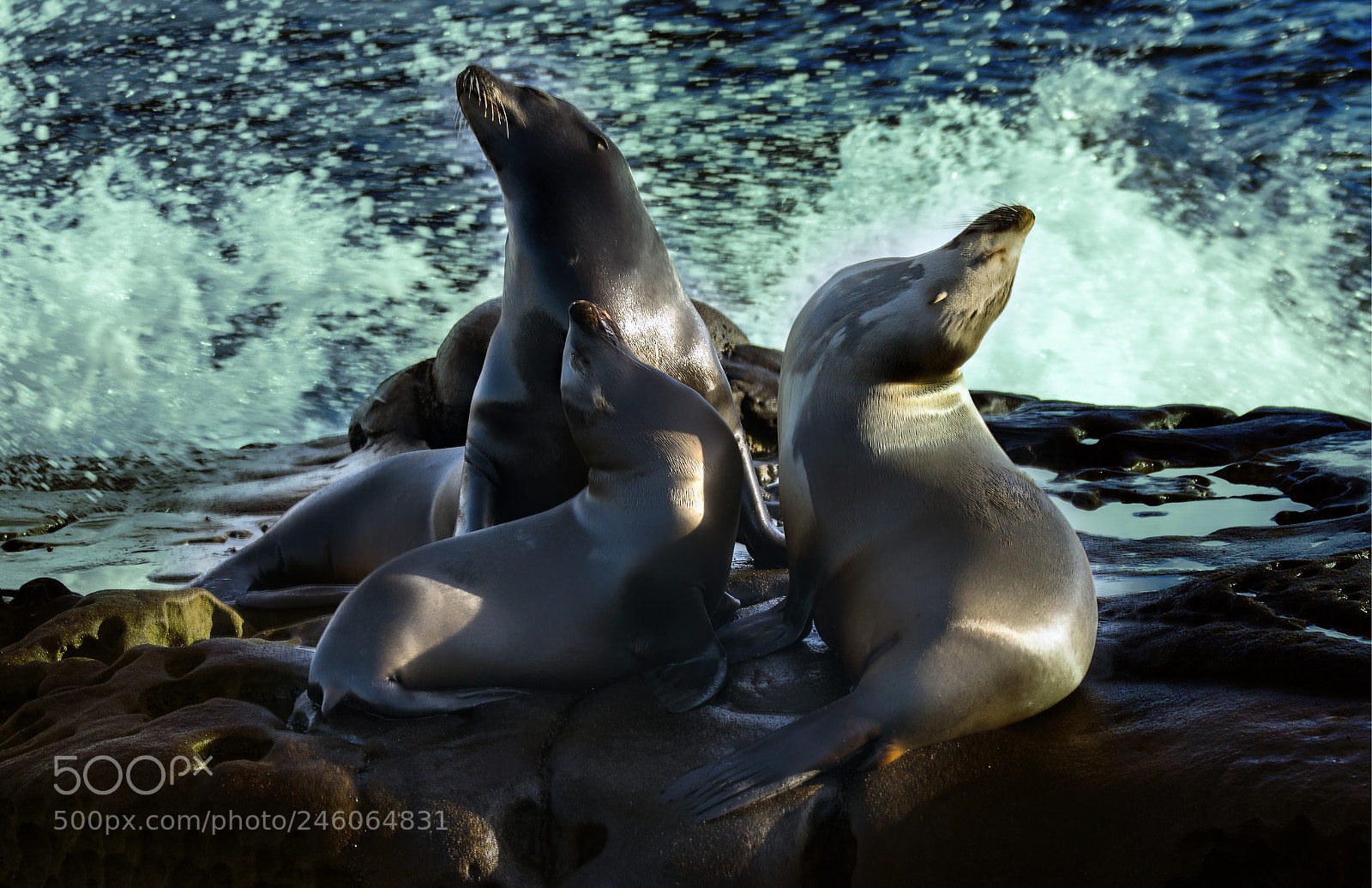 Sony a6500 sample photo. Harbor seal family portrait photography