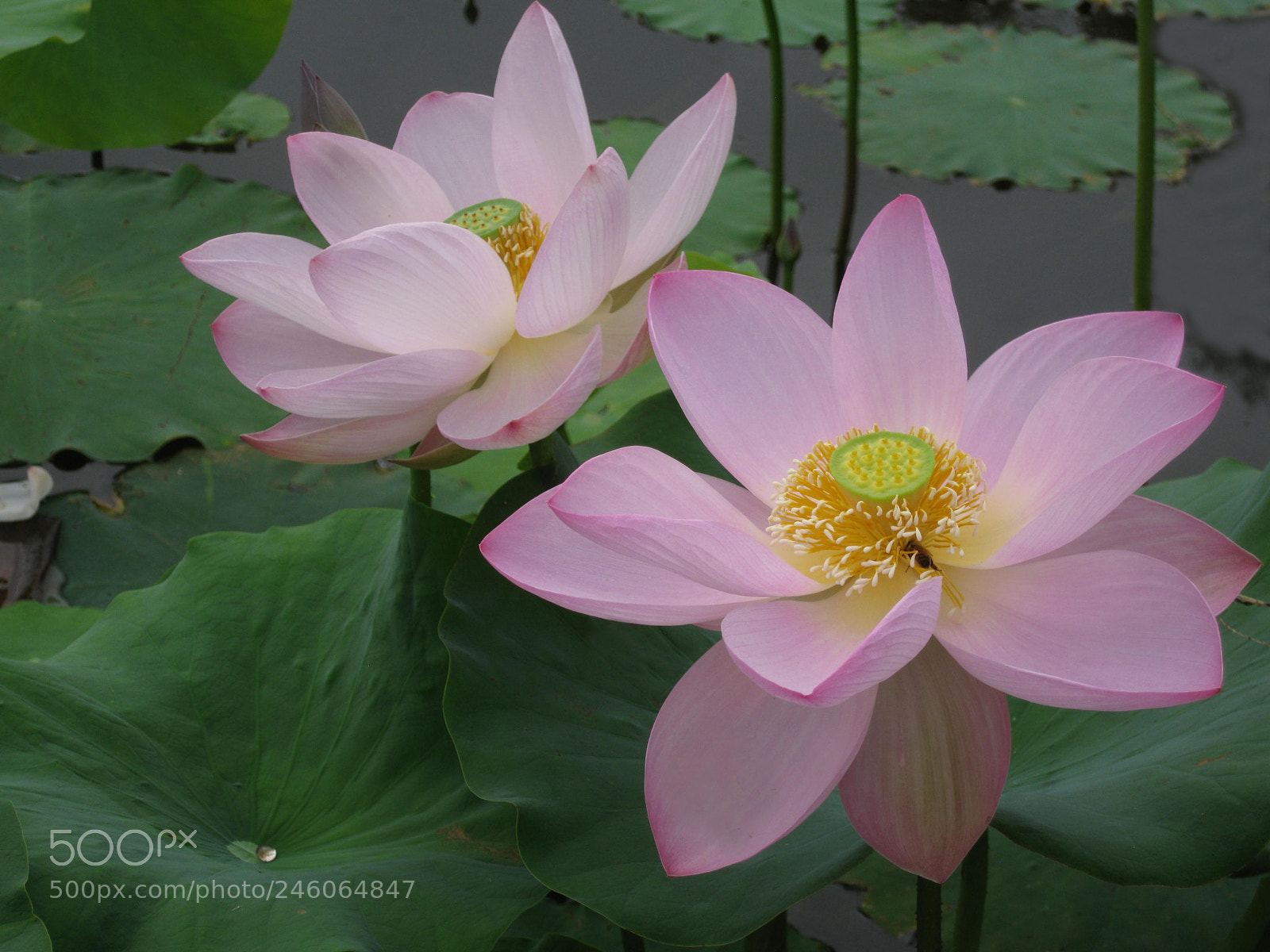 Canon DIGITAL IXUS 960 IS sample photo. First prize lotus photography