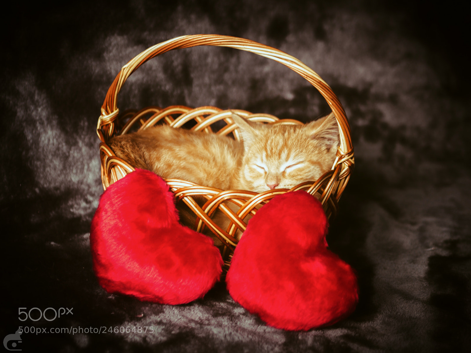 Olympus OM-D E-M10 sample photo. Valentines walter photography