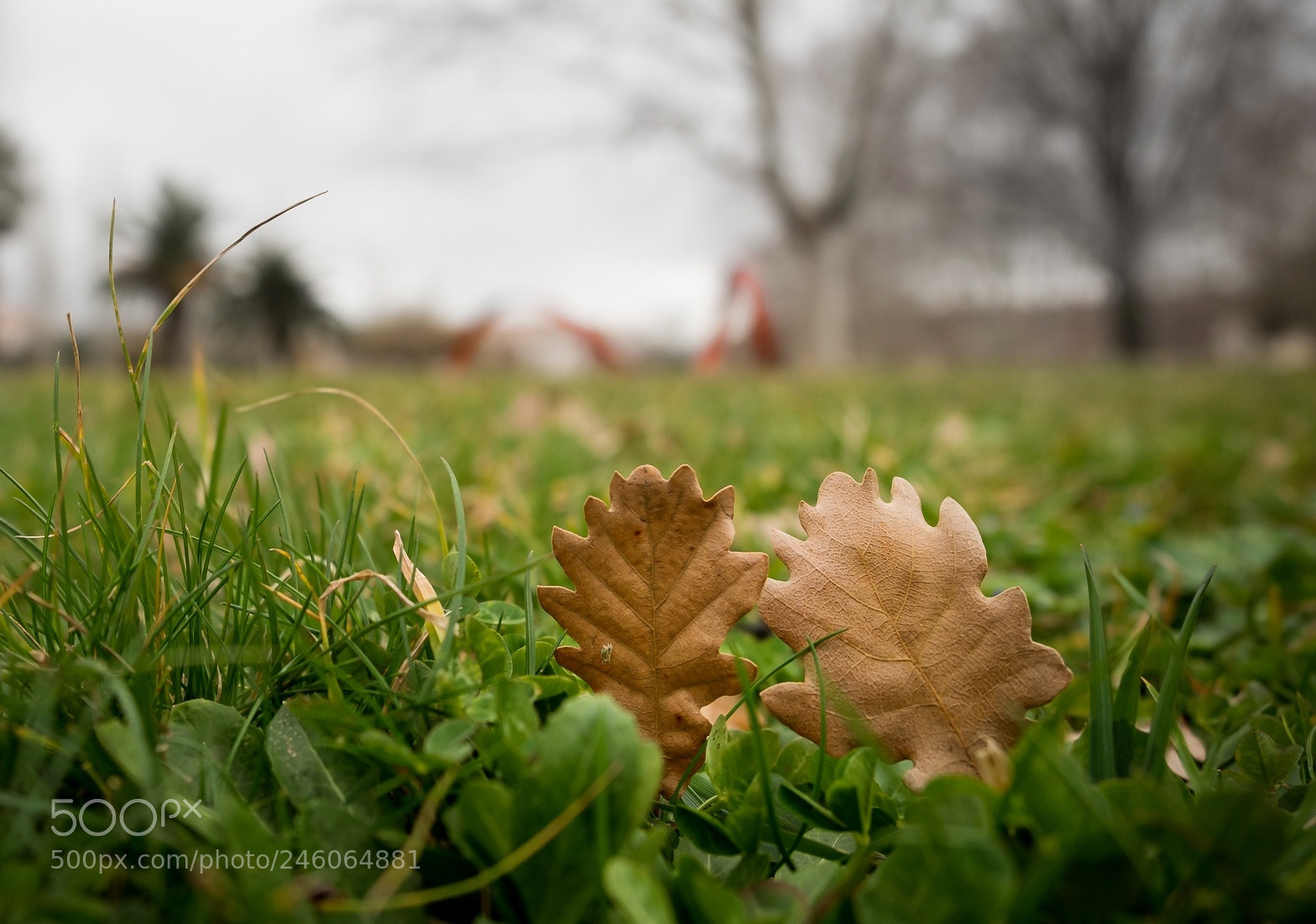 Olympus OM-D E-M1 Mark II sample photo. In the park.. photography
