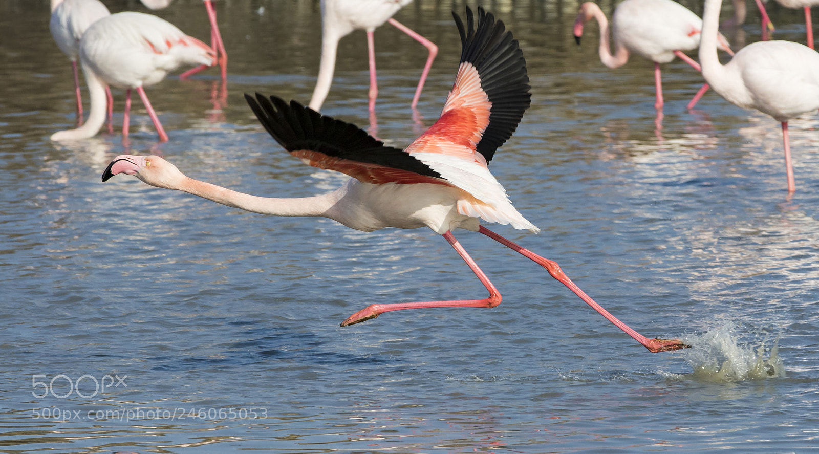 Canon EOS 7D Mark II sample photo. Takeoff photography