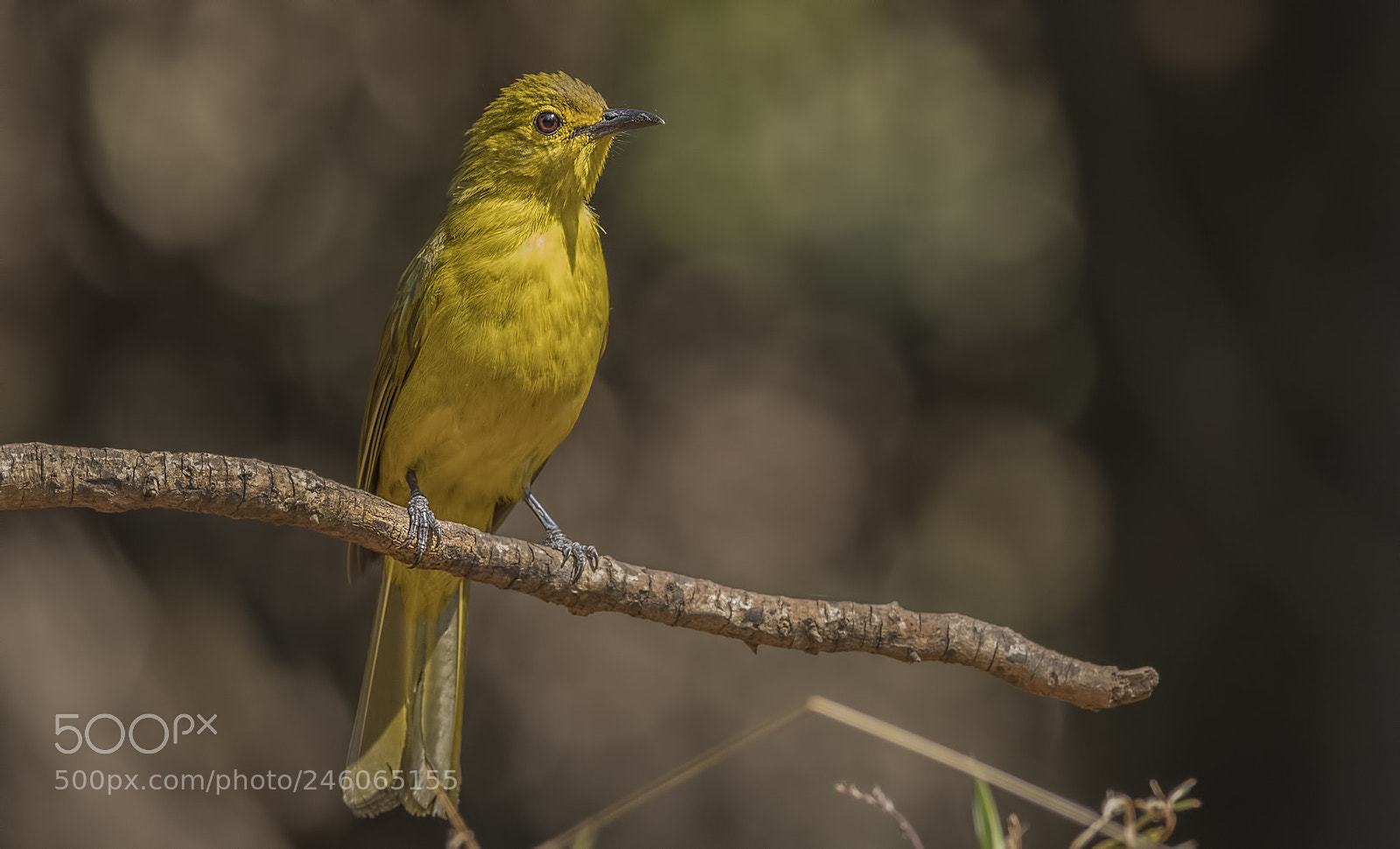 Nikon D500 sample photo. Yellow browed bulbul photography