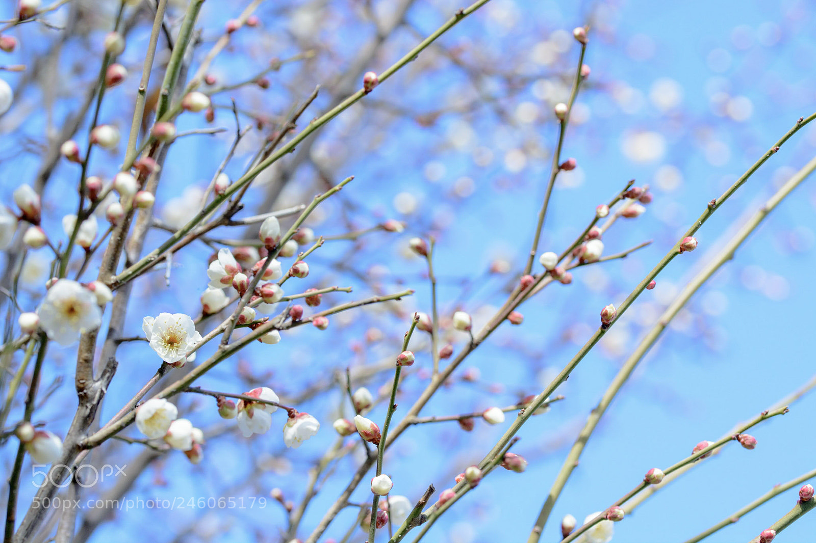 Nikon D7100 sample photo. Dandan photography