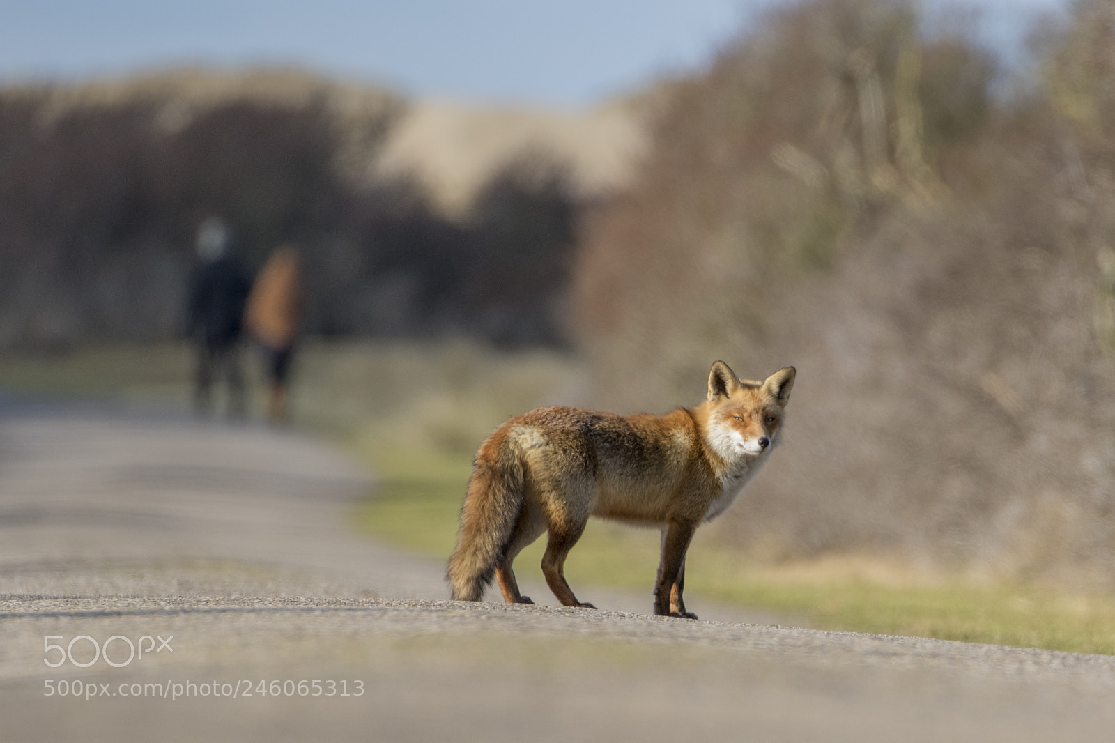 Canon EOS 7D Mark II sample photo. Crossing the road photography