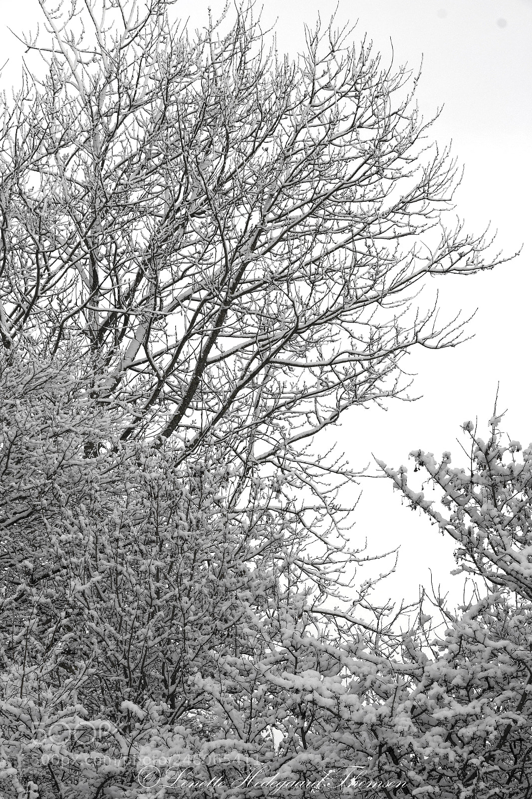 Canon EOS 1200D (EOS Rebel T5 / EOS Kiss X70 / EOS Hi) sample photo. White winter photography