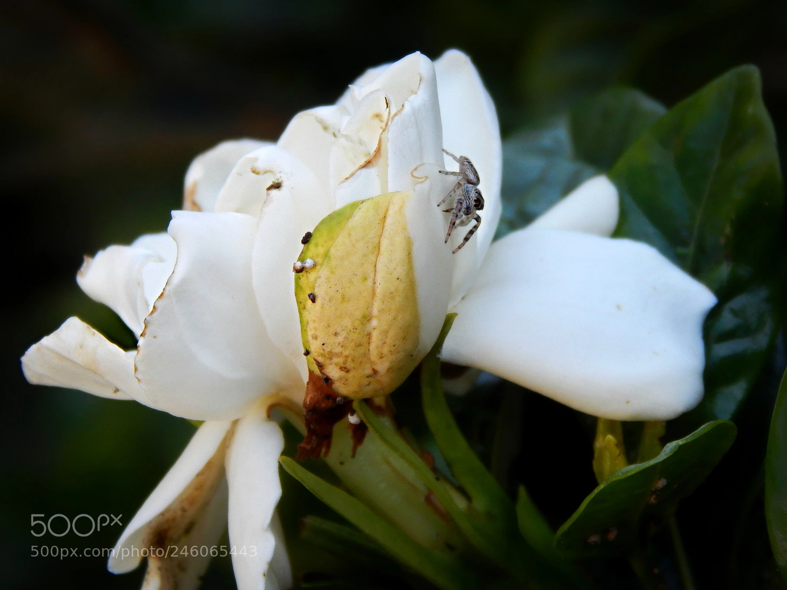 Nikon Coolpix L830 sample photo. Flower spider photography