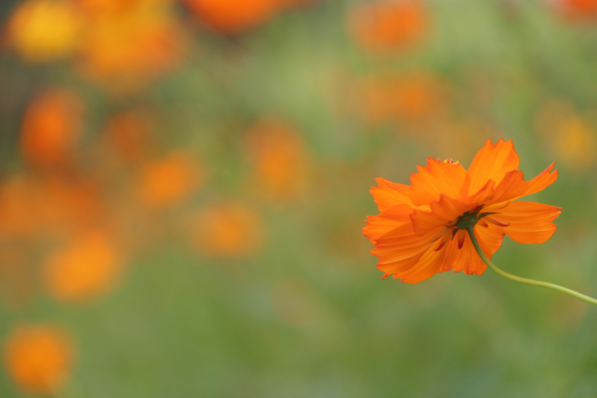 Canon EF-S 18-200mm F3.5-5.6 IS sample photo. Img photography